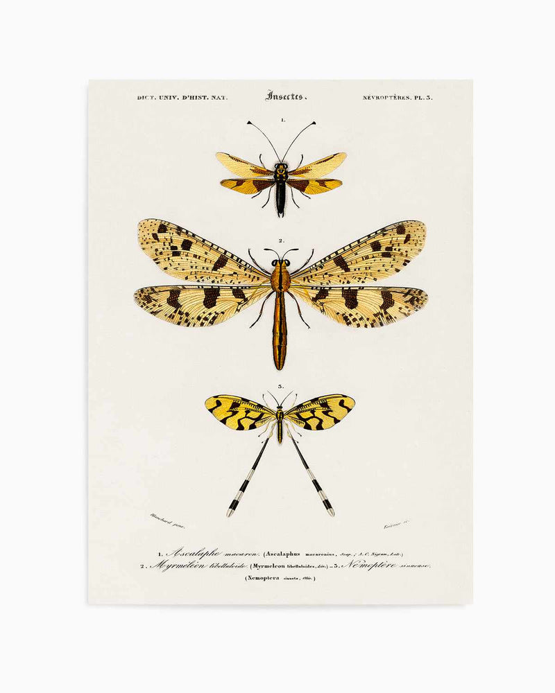 Yellow Insects Vintage Illustration Art Print