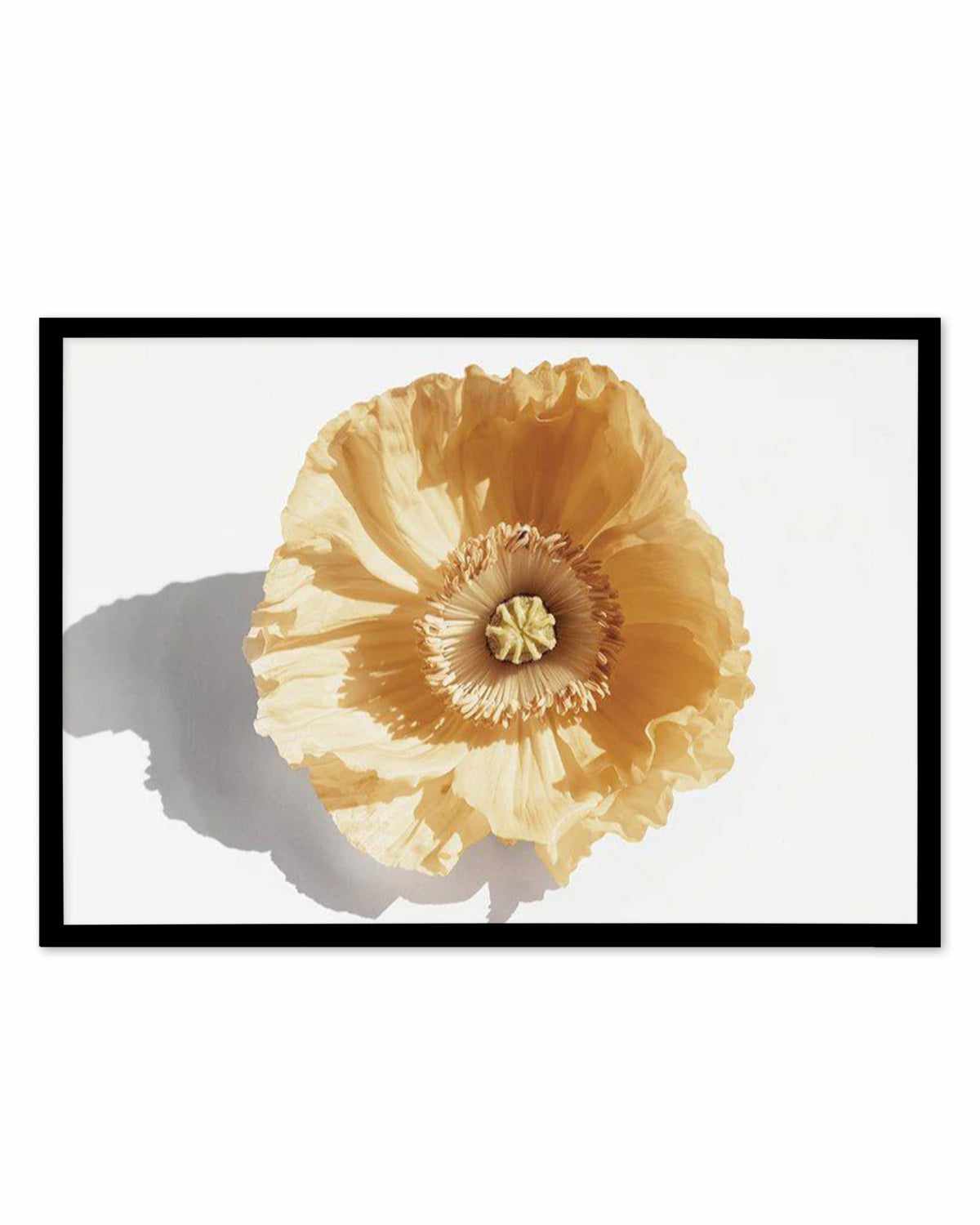 Yellow Poppy Art Print