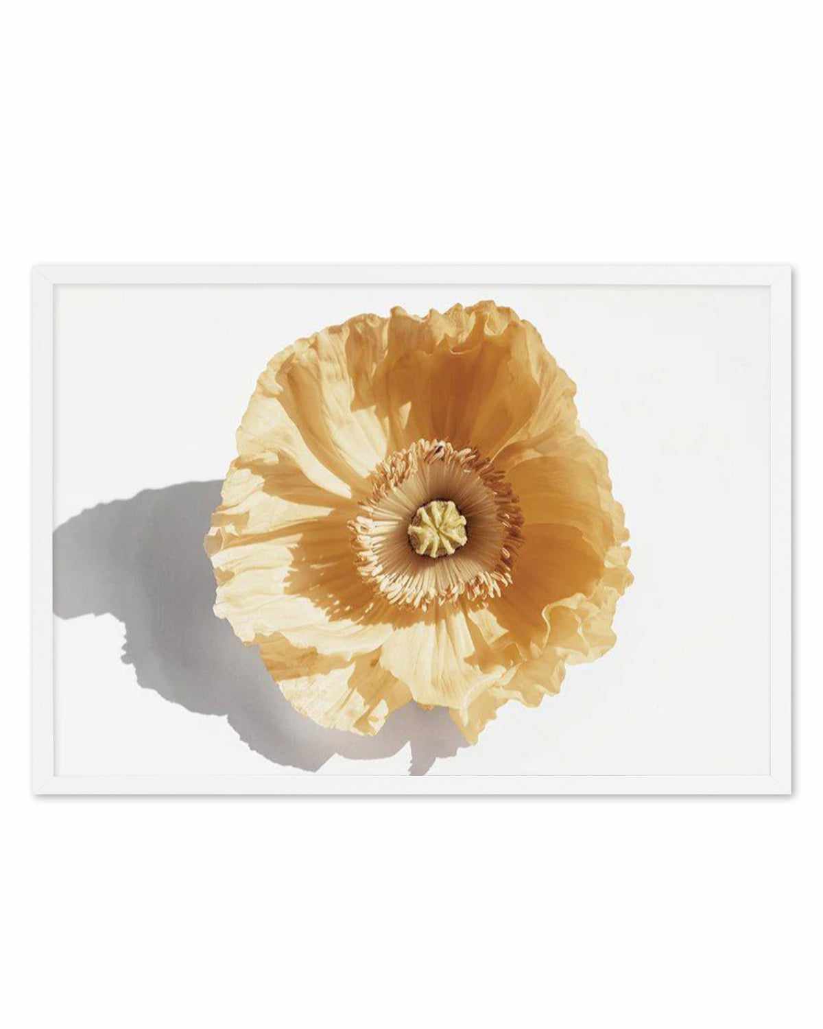 Yellow Poppy Art Print