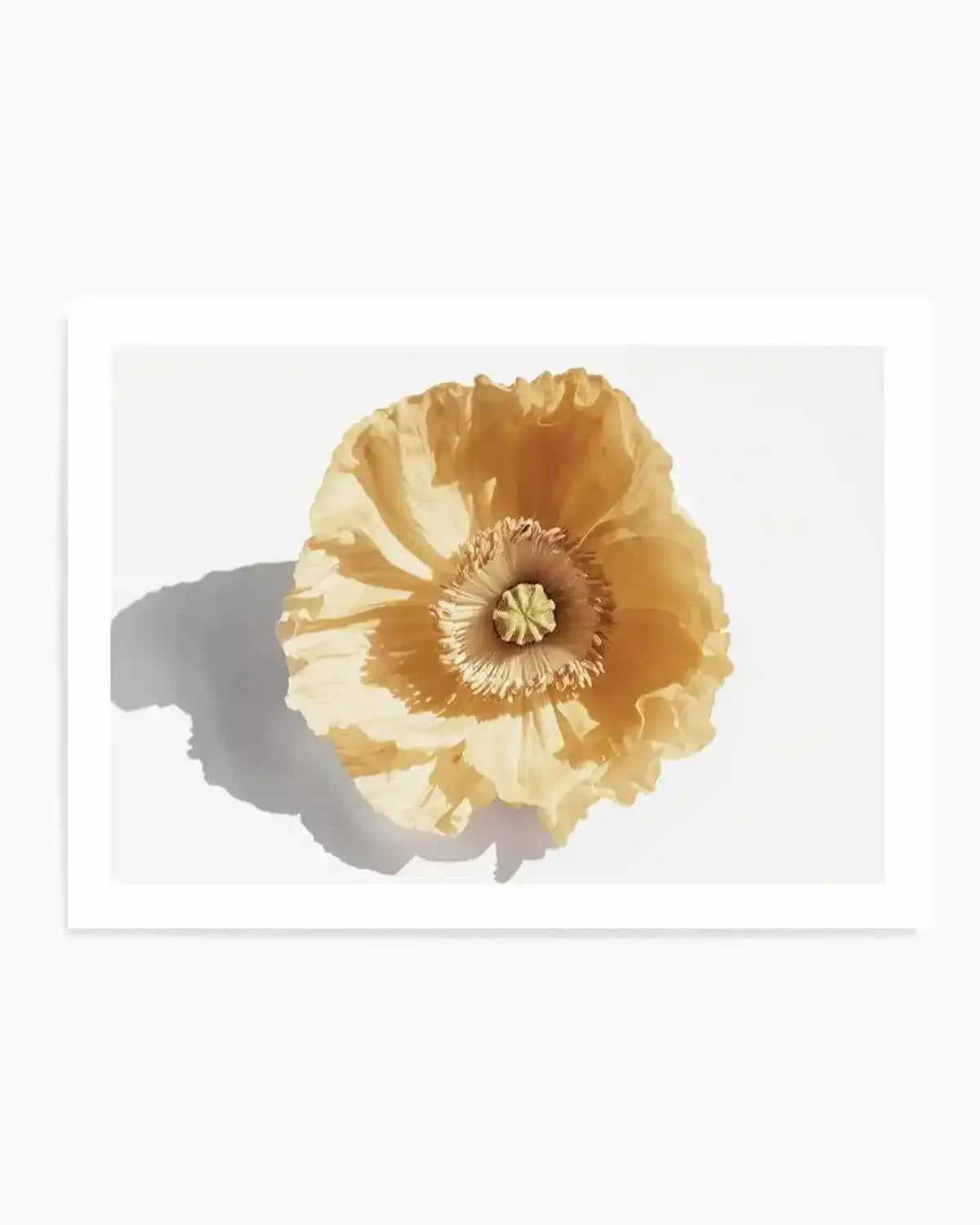 Yellow Poppy Art Print from Olive et Oriel where you can shop wallpaper and artworks online