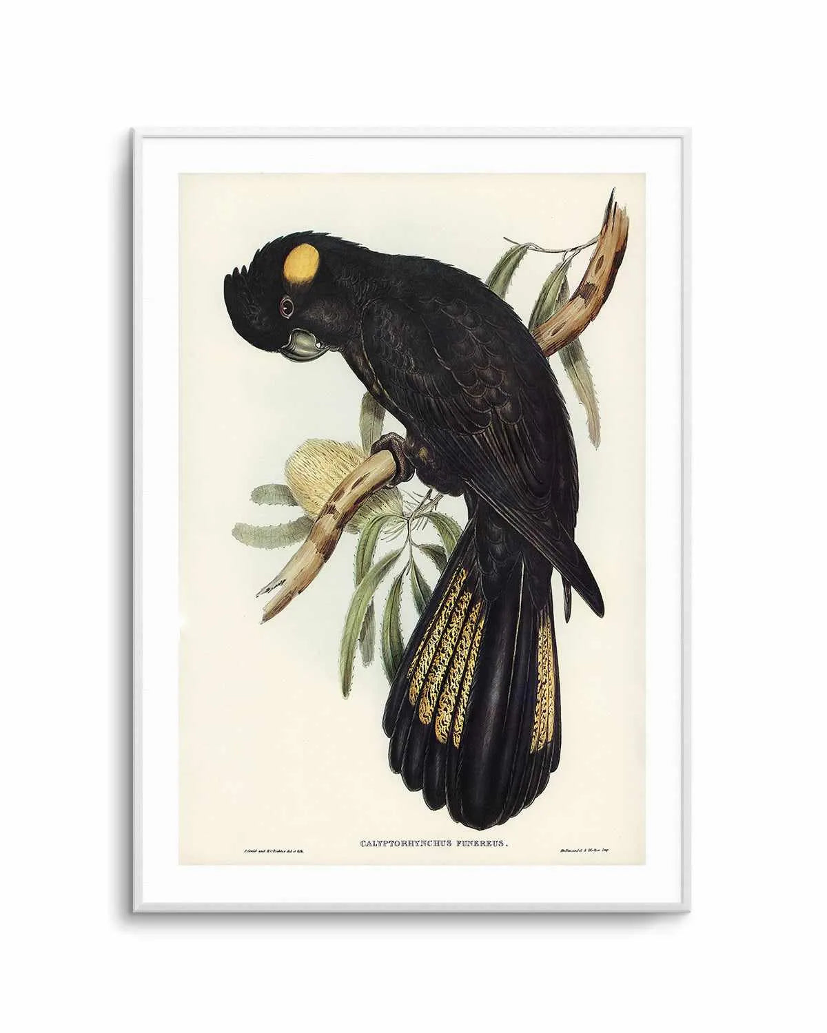 Yellow Tailed Black Cockatoo Vintage Australian Bird Illustration Art Print from Olive et Oriel where you can shop wallpaper and artworks online