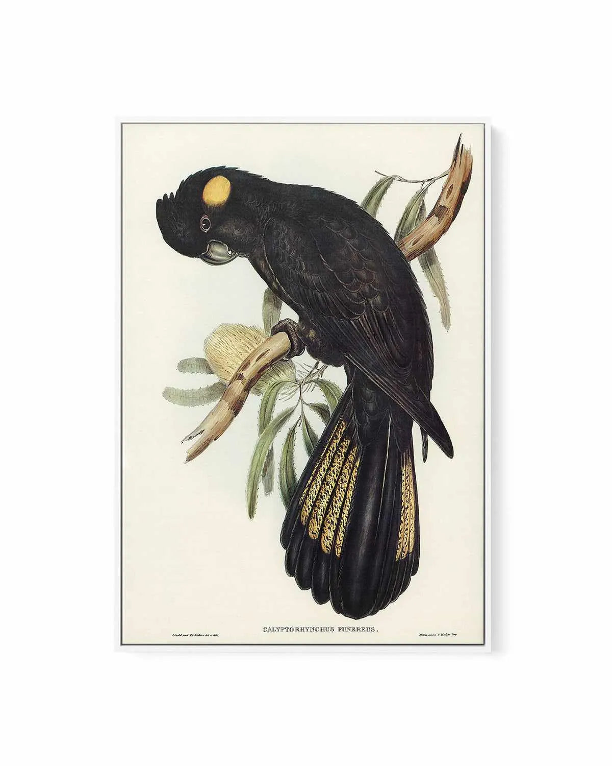 Yellow Tailed Black Cockatoo Vintage Australian Bird Illustration | Framed Canvas Art Print from Olive et Oriel where you can shop wallpaper and artworks online