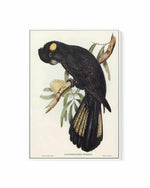 Yellow Tailed Black Cockatoo Vintage Australian Bird Illustration | Framed Canvas Art Print