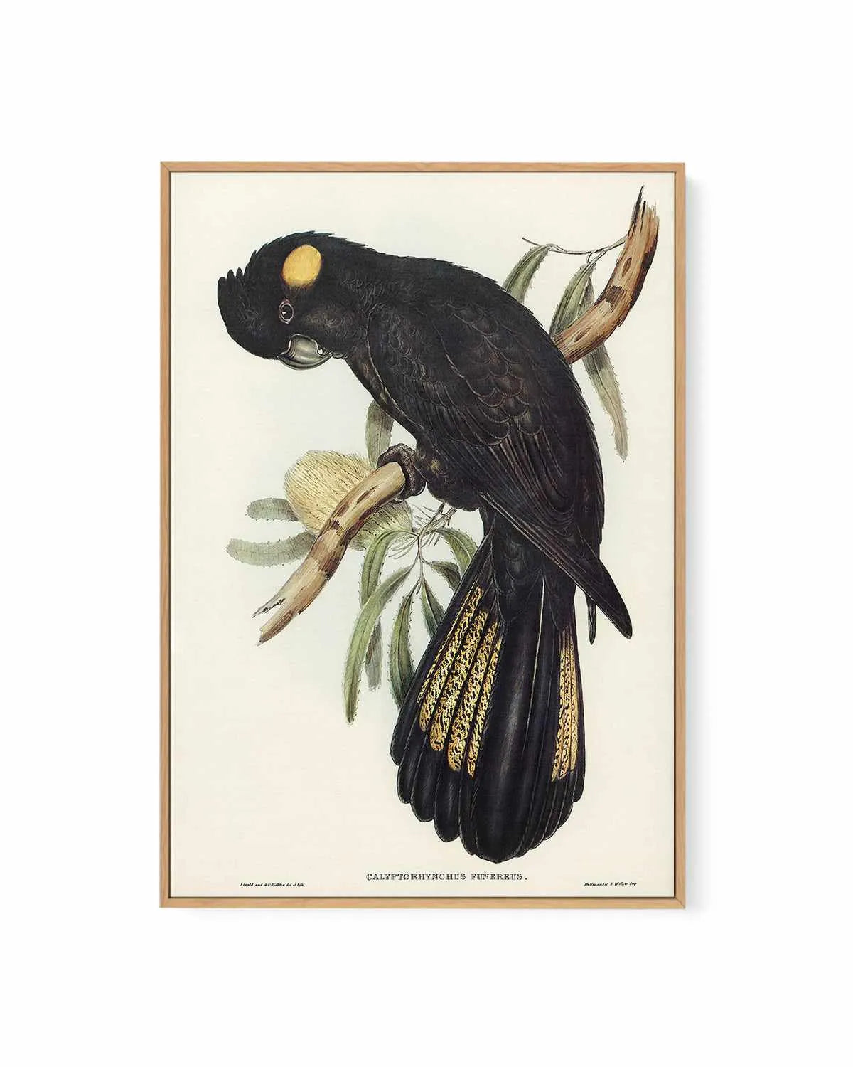 Yellow Tailed Black Cockatoo Vintage Australian Bird Illustration | Framed Canvas Art Print from Olive et Oriel where you can shop wallpaper and artworks online