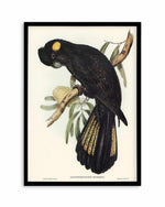 Yellow Tailed Black Cockatoo Vintage Australian Bird Illustration Art Print