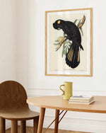 Yellow Tailed Black Cockatoo Vintage Australian Bird Illustration Art Print
