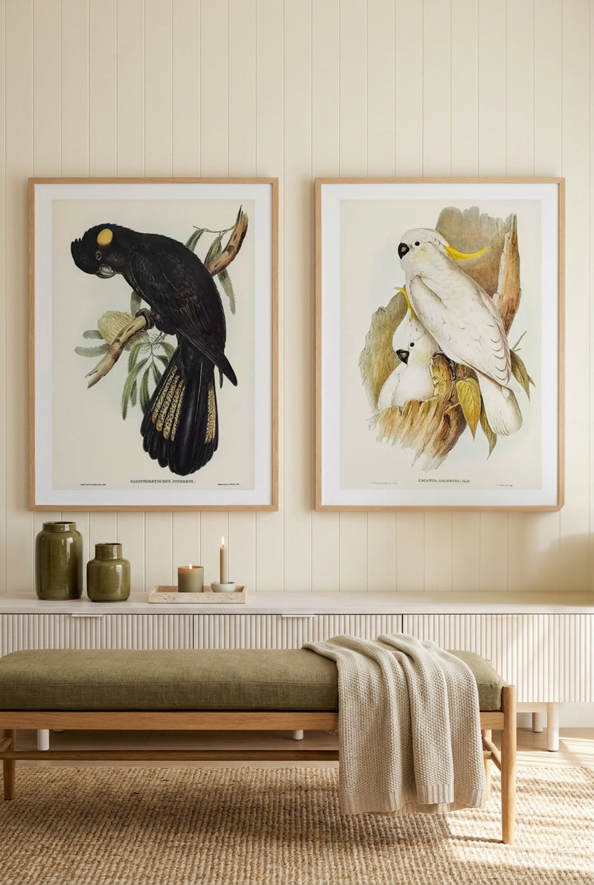 Yellow Tailed Black Cockatoo & Yellow Crested Cockatoo Vintage Australian Bird Art Print Set of 2 | Matching Wall Art