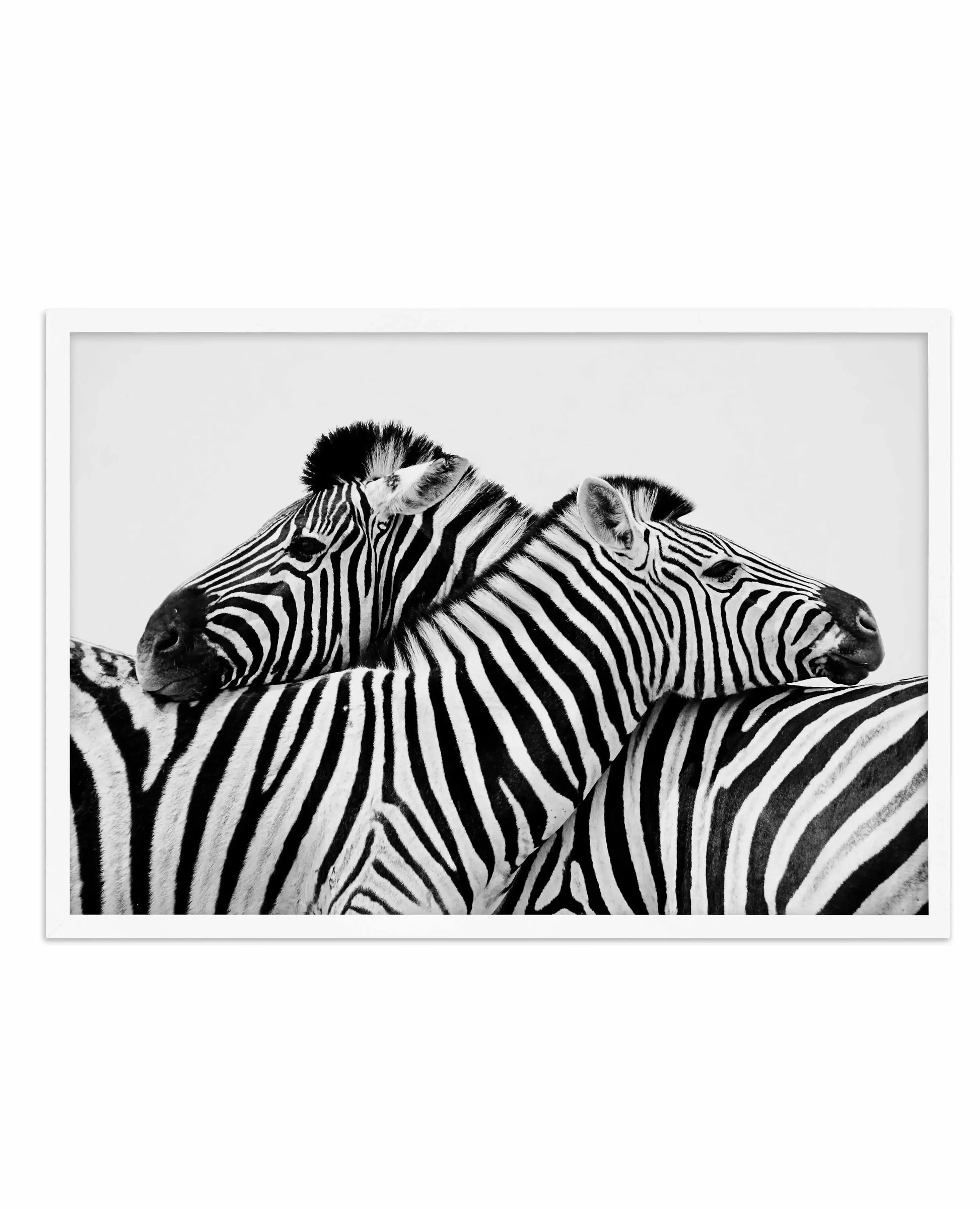 Zebras Embrace | LS Art Print-PRINT-Olive et Oriel-Olive et Oriel-A5 | 5.8" x 8.3" | 14.8 x 21cm-White-With White Border-Buy-Australian-Art-Prints-Online-with-Olive-et-Oriel-Your-Artwork-Specialists-Austrailia-Decorate-With-Coastal-Photo-Wall-Art-Prints-From-Our-Beach-House-Artwork-Collection-Fine-Poster-and-Framed-Artwork