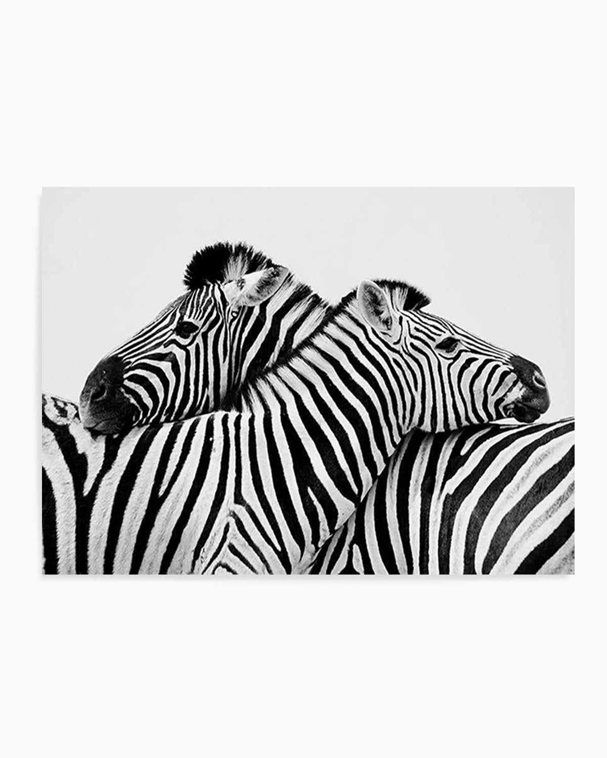 Zebras Embrace | LS Art Print