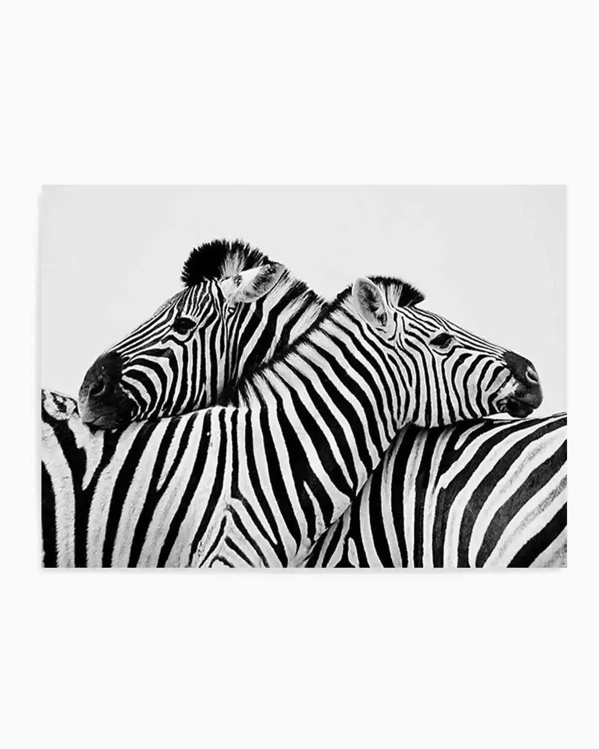 Zebras Embrace | LS Art Print from Olive et Oriel where you can shop wallpaper and artworks online