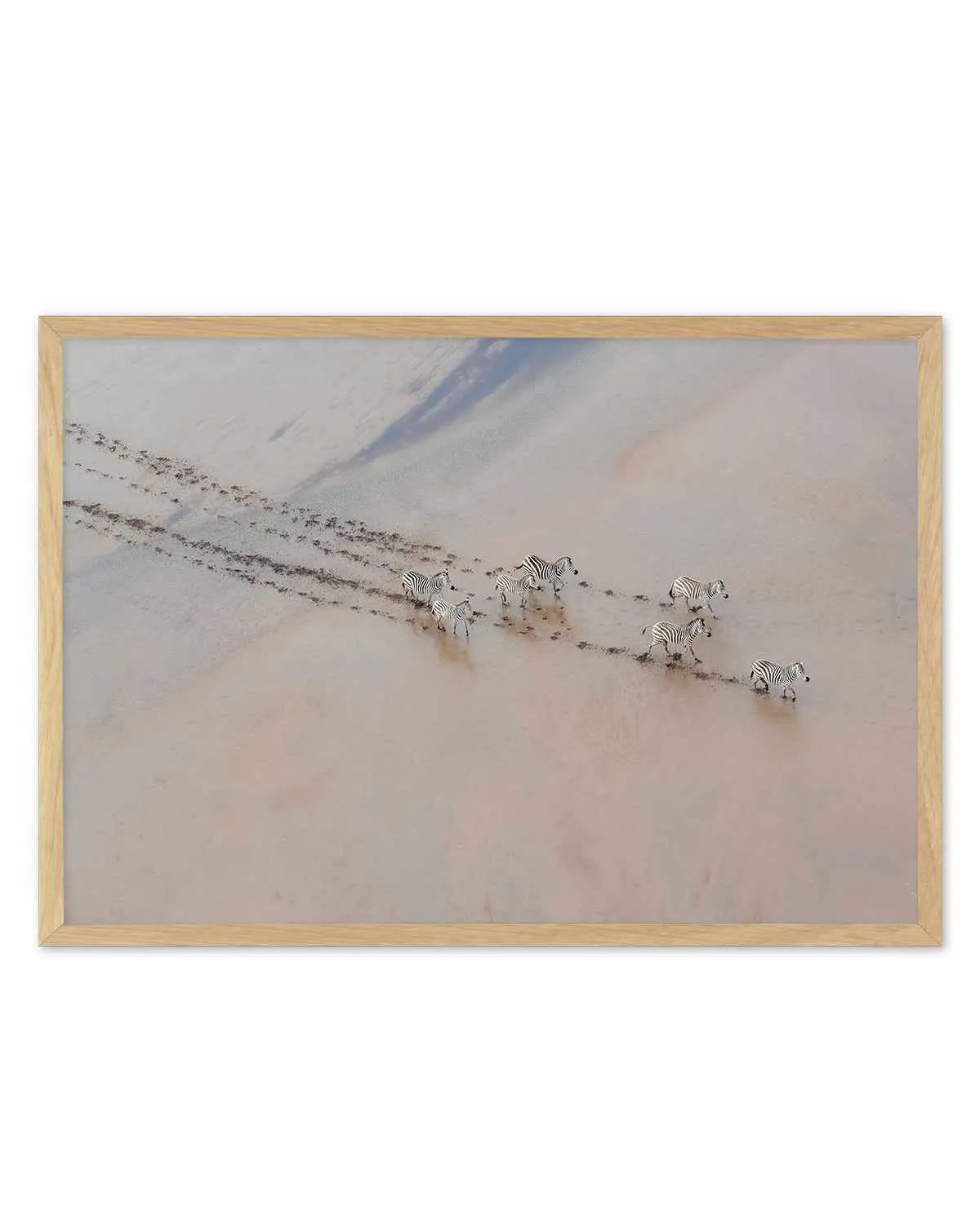 Zebras by Phillip Chang Art Print from Olive et Oriel where you can shop wallpaper and artworks online