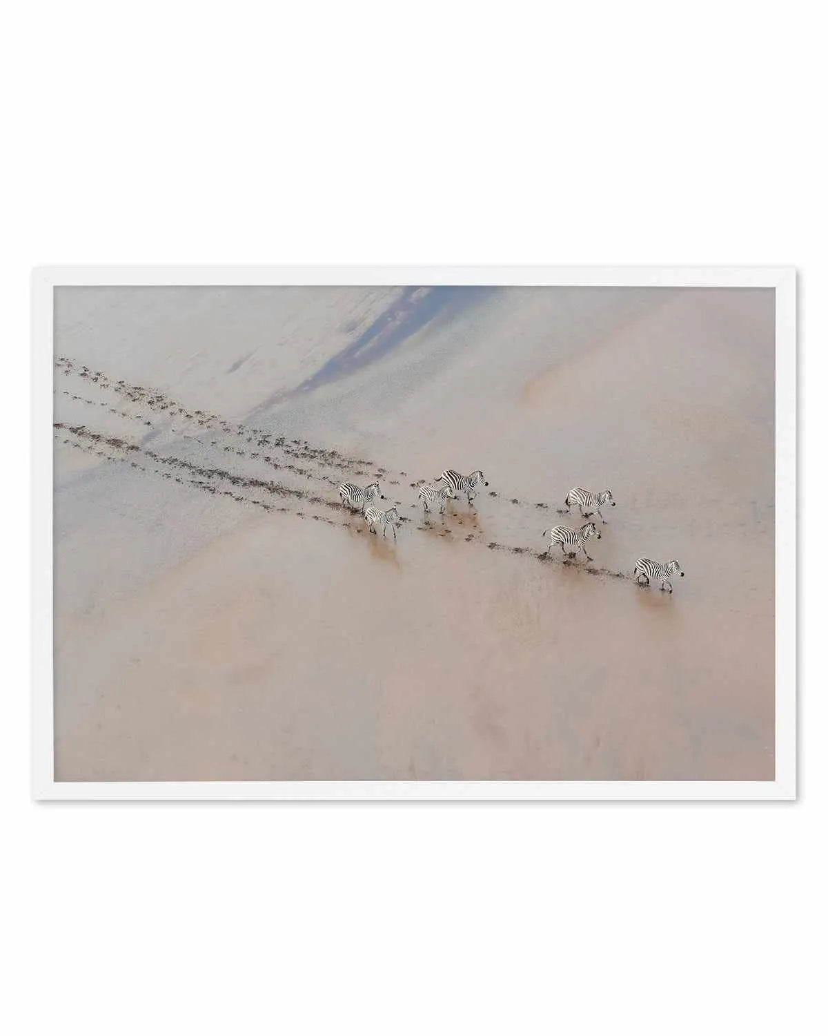 Zebras by Phillip Chang Art Print from Olive et Oriel where you can shop wallpaper and artworks online