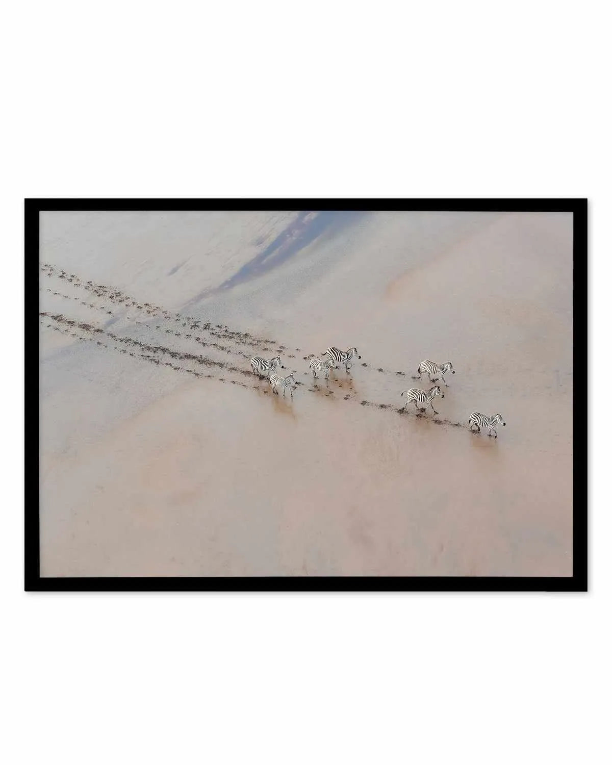 Zebras by Phillip Chang Art Print from Olive et Oriel where you can shop wallpaper and artworks online