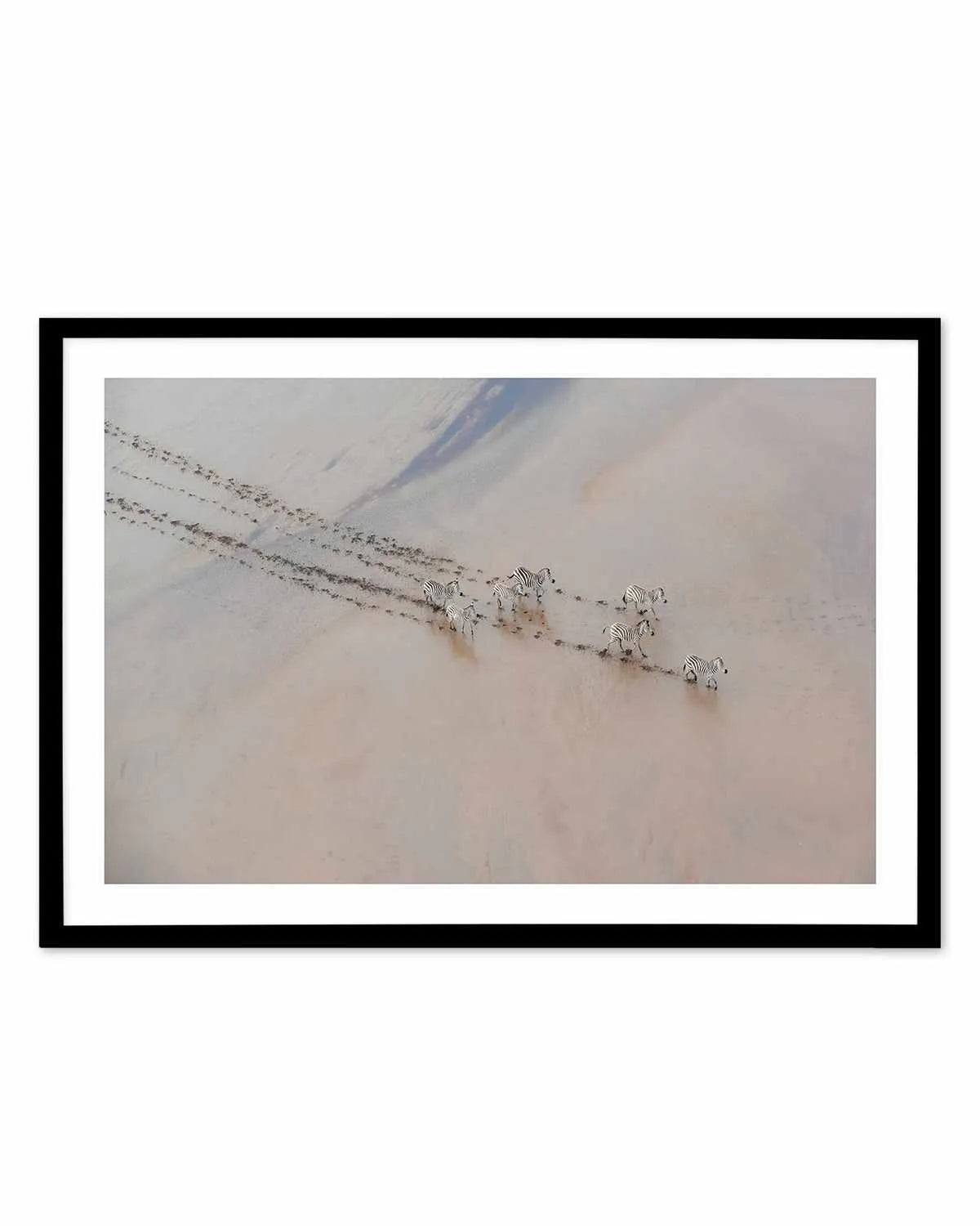 Zebras by Phillip Chang Art Print from Olive et Oriel where you can shop wallpaper and artworks online