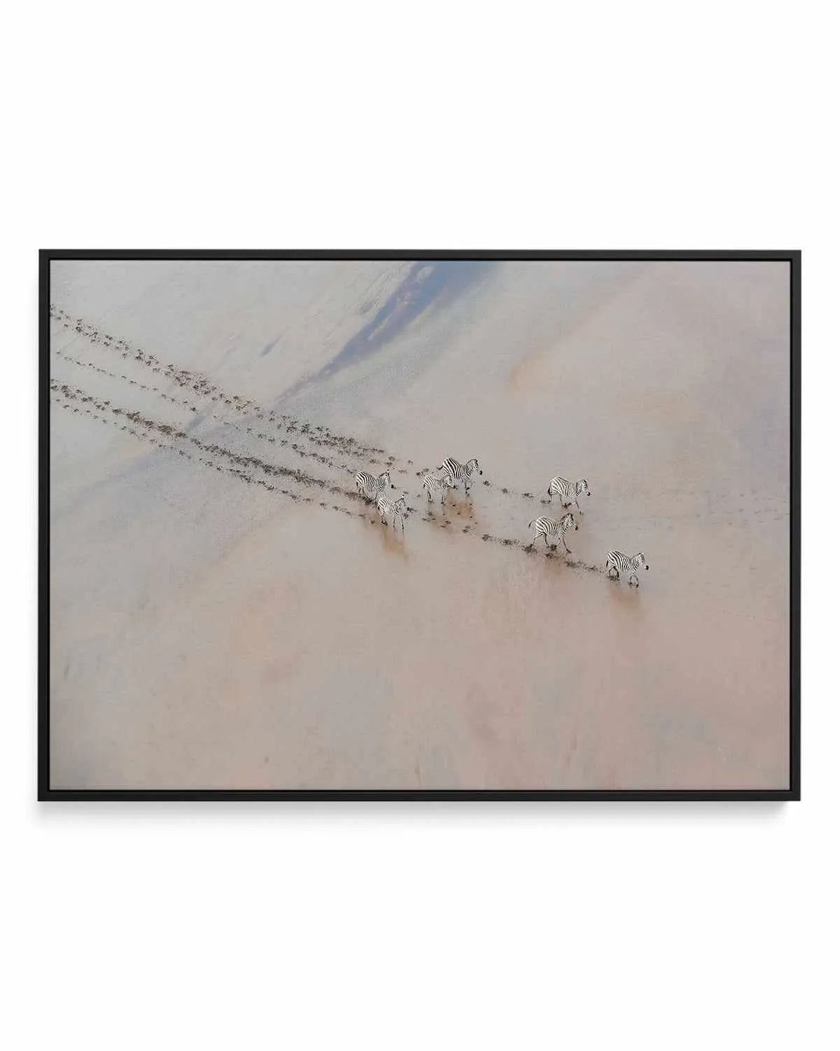 Zebras by Phillip Chang | Framed Canvas Art Print from Olive et Oriel where you can shop wallpaper and artworks online