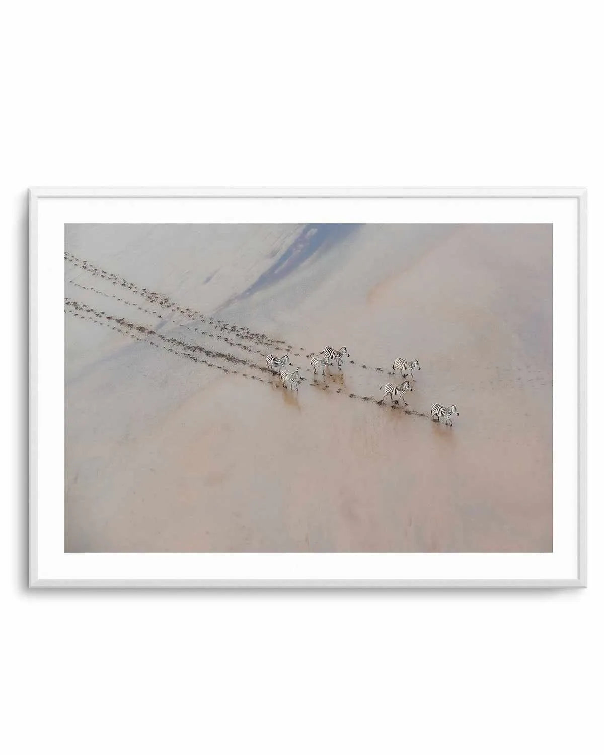 Zebras by Phillip Chang Art Print from Olive et Oriel where you can shop wallpaper and artworks online