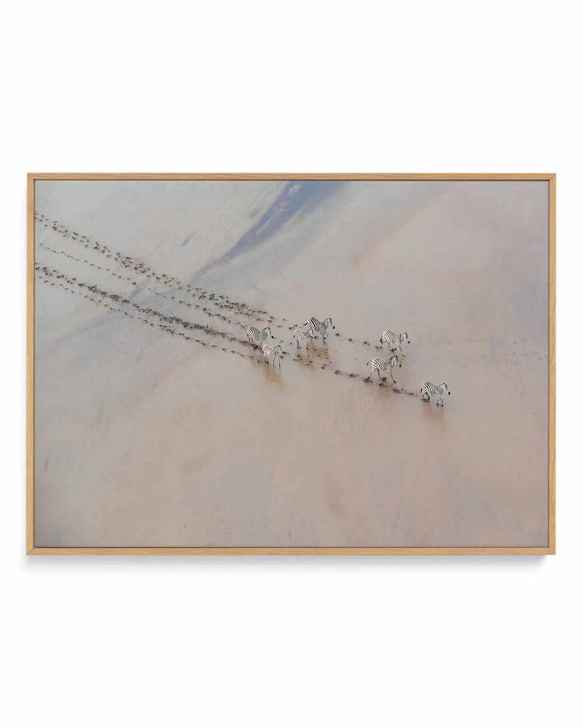 Zebras by Phillip Chang | Framed Canvas Art Print from Olive et Oriel where you can shop wallpaper and artworks online