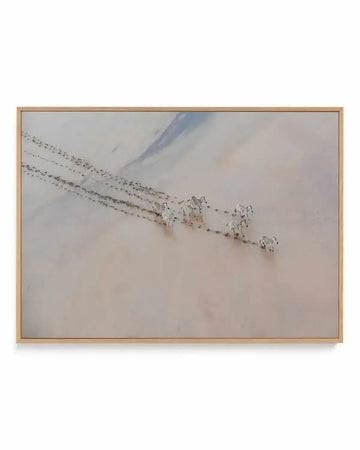 Zebras by Phillip Chang | Framed Canvas Art Print from Olive et Oriel where you can shop wallpaper and artworks online