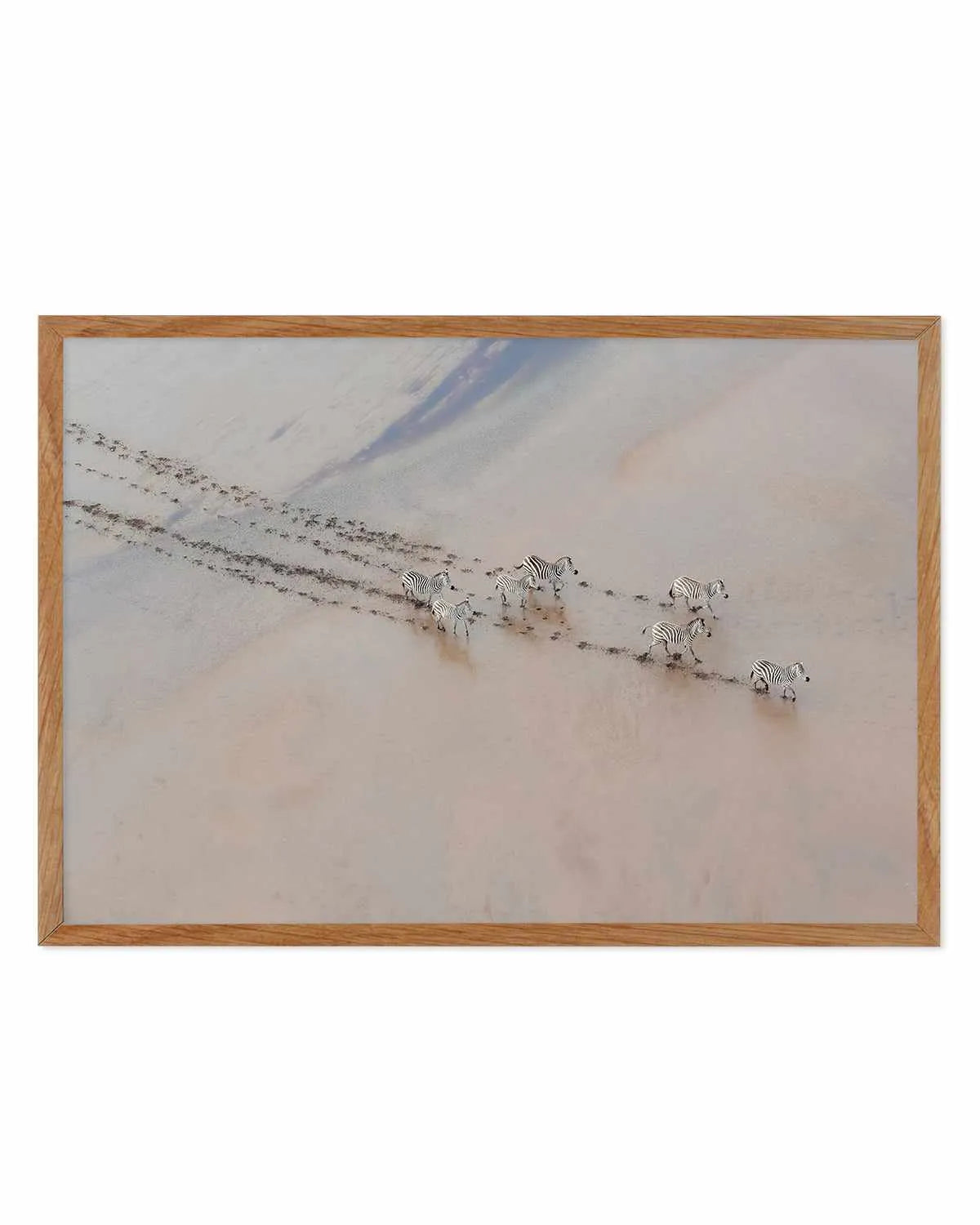 Zebras by Phillip Chang Art Print from Olive et Oriel where you can shop wallpaper and artworks online