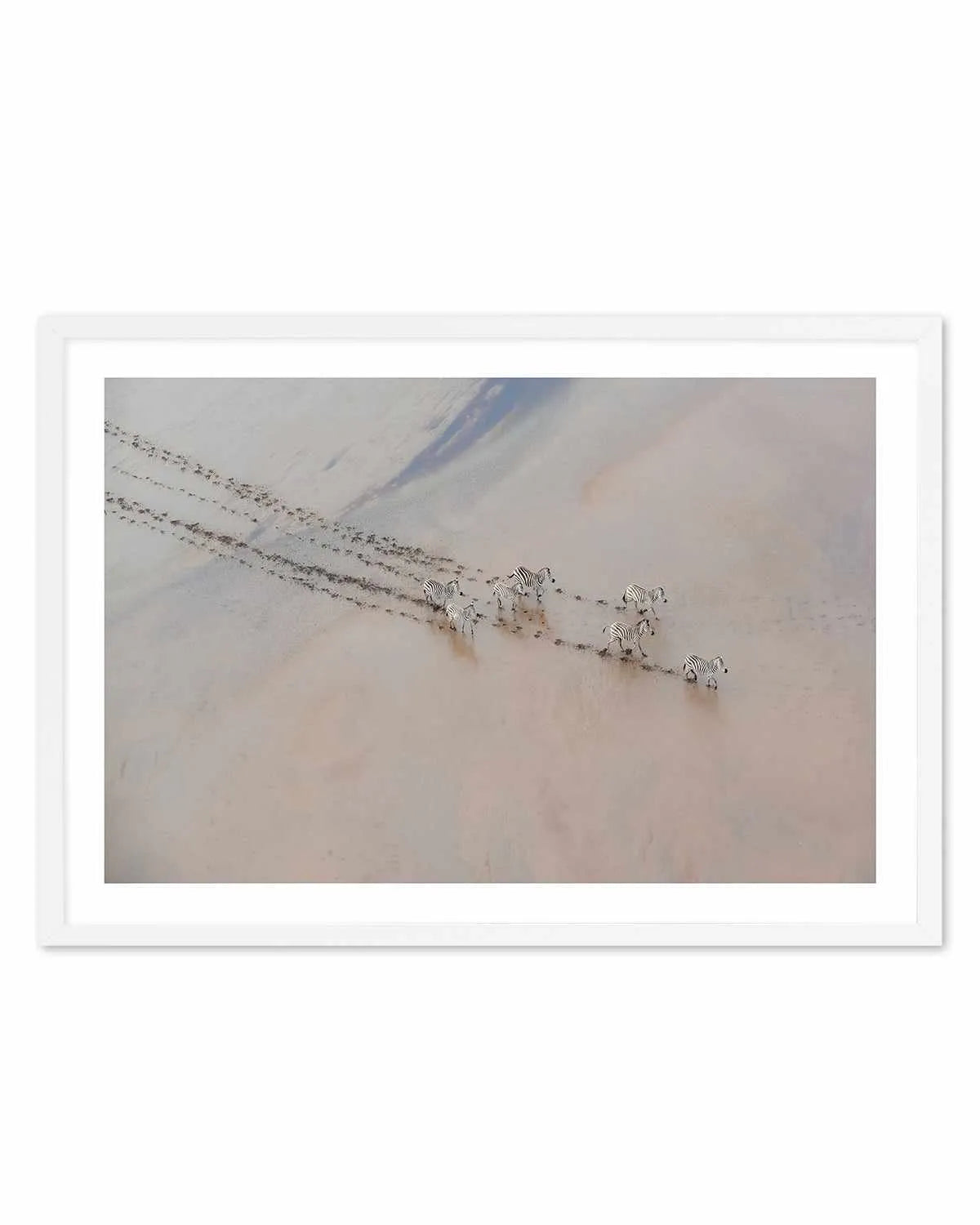 Zebras by Phillip Chang Art Print from Olive et Oriel where you can shop wallpaper and artworks online