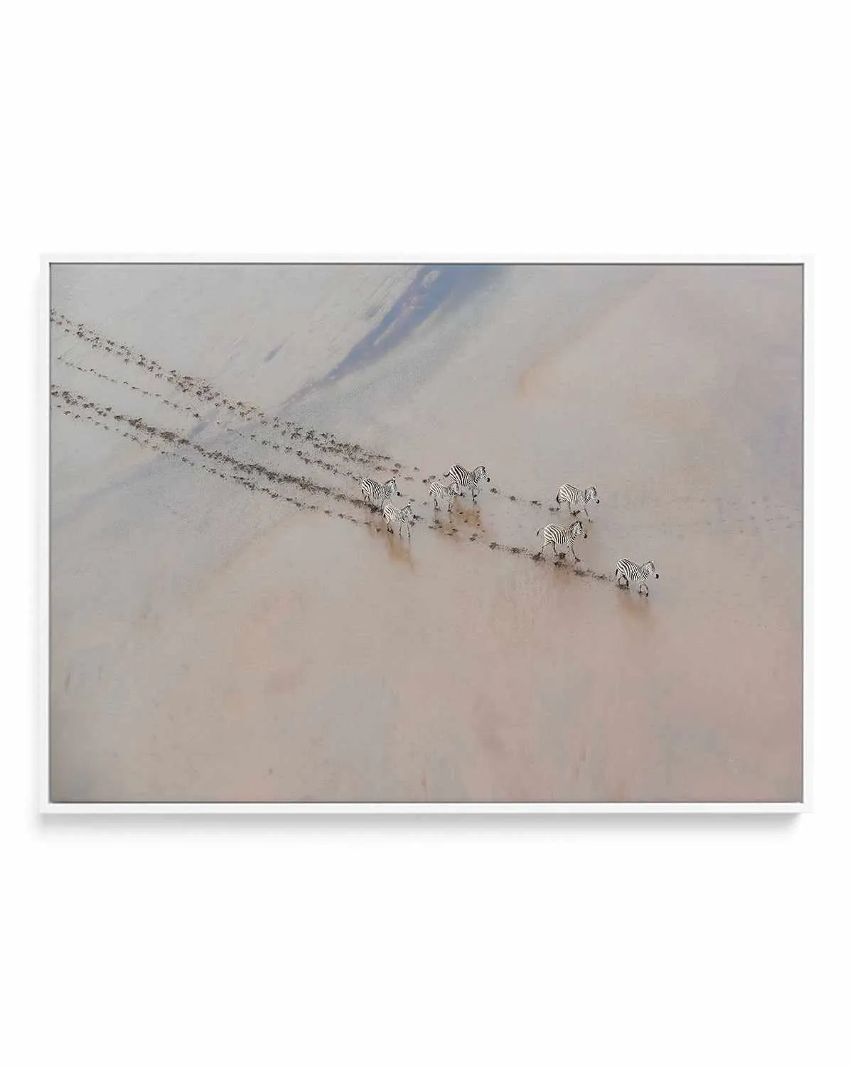 Zebras by Phillip Chang | Framed Canvas Art Print from Olive et Oriel where you can shop wallpaper and artworks online