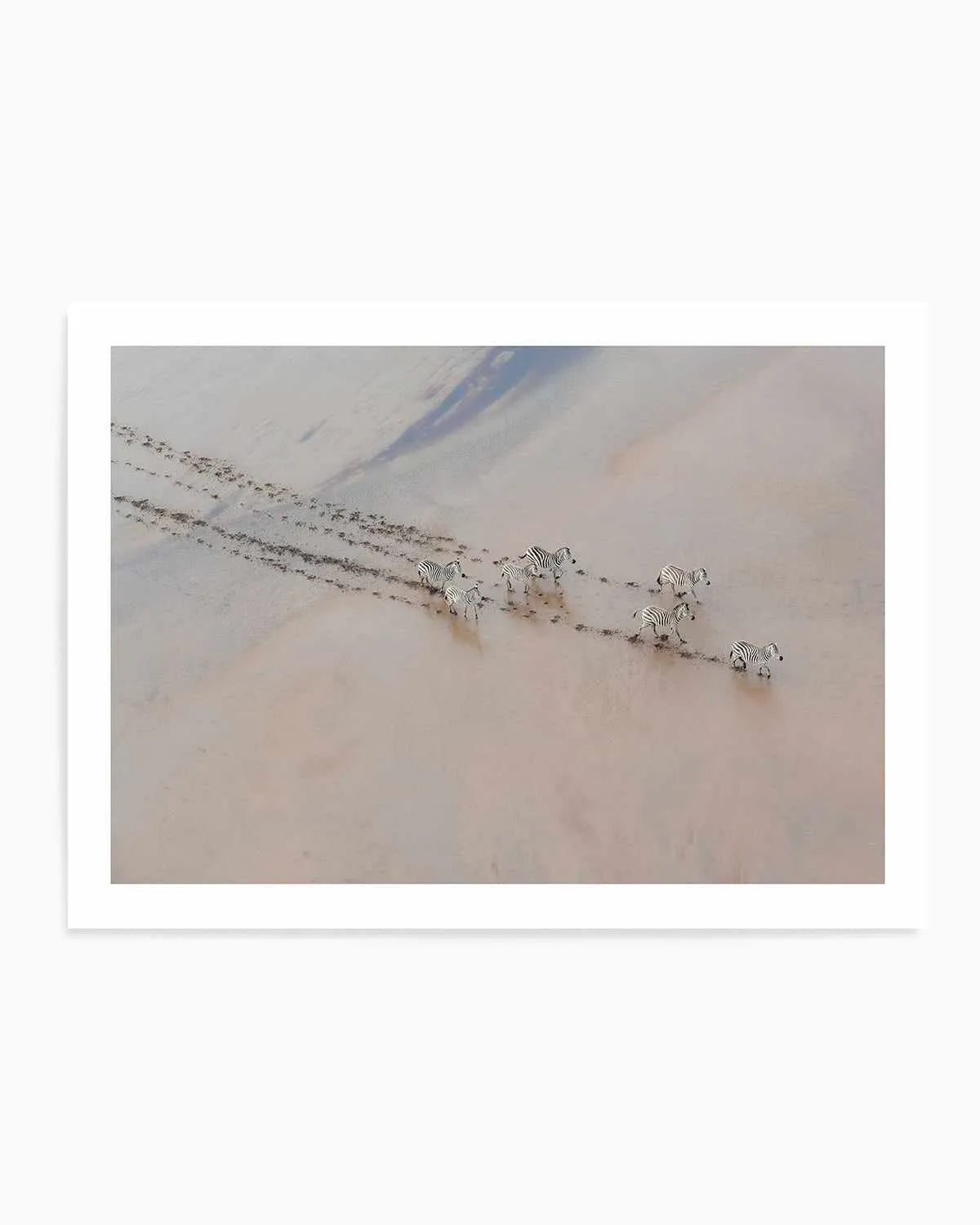 Zebras by Phillip Chang Art Print from Olive et Oriel where you can shop wallpaper and artworks online