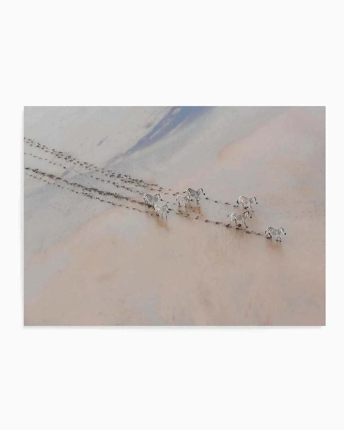 Zebras by Phillip Chang Art Print from Olive et Oriel where you can shop wallpaper and artworks online