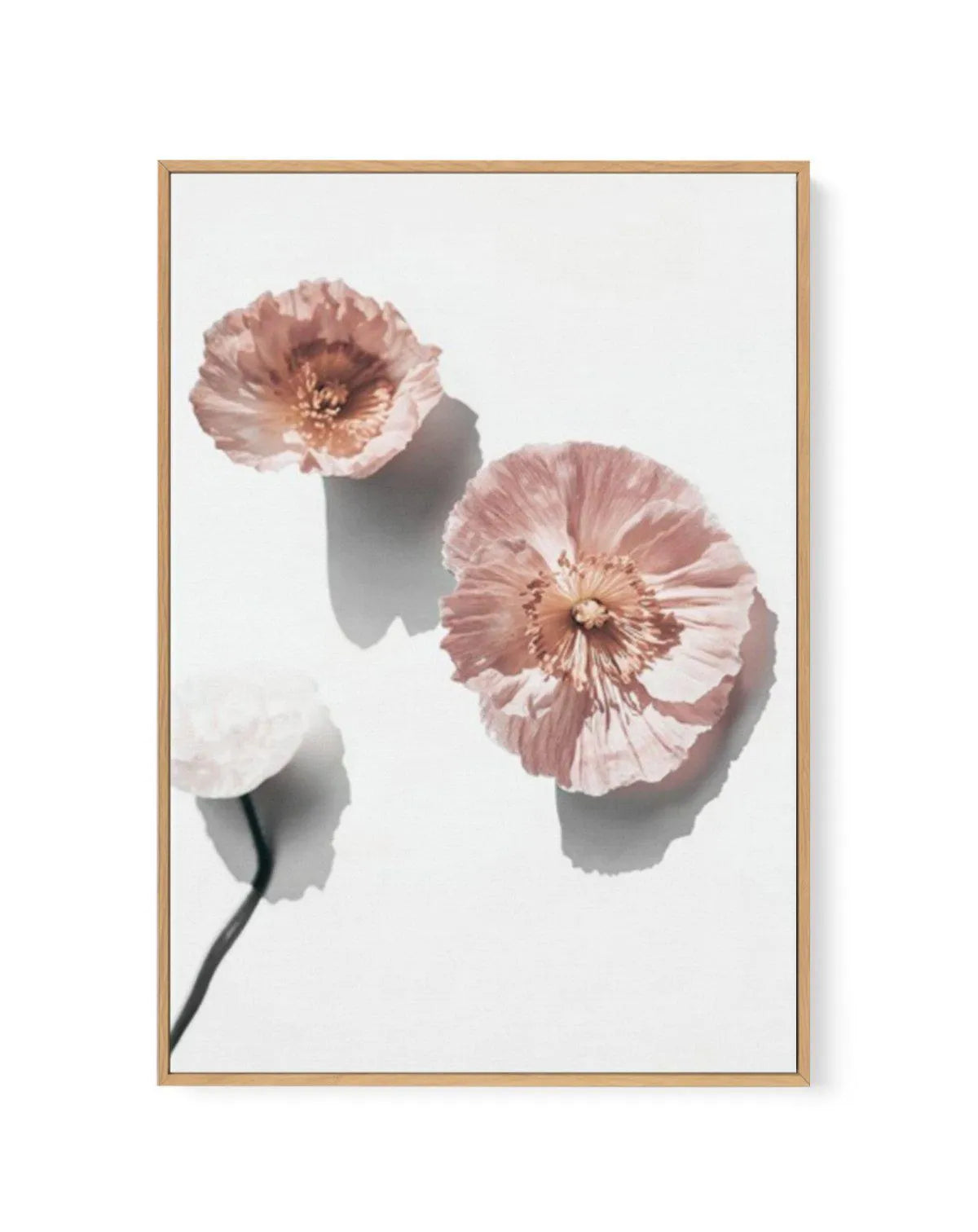 Abstract Poppies I | Framed Canvas-CANVAS-You can shop wall art online with Olive et Oriel for everything from abstract art to fun kids wall art. Our beautiful modern art prints and canvas art are available from large canvas prints to wall art paintings and our proudly Australian artwork collection offers only the highest quality framed large wall art and canvas art Australia - You can buy fashion photography prints or Hampton print posters and paintings on canvas from Olive et Oriel and have th