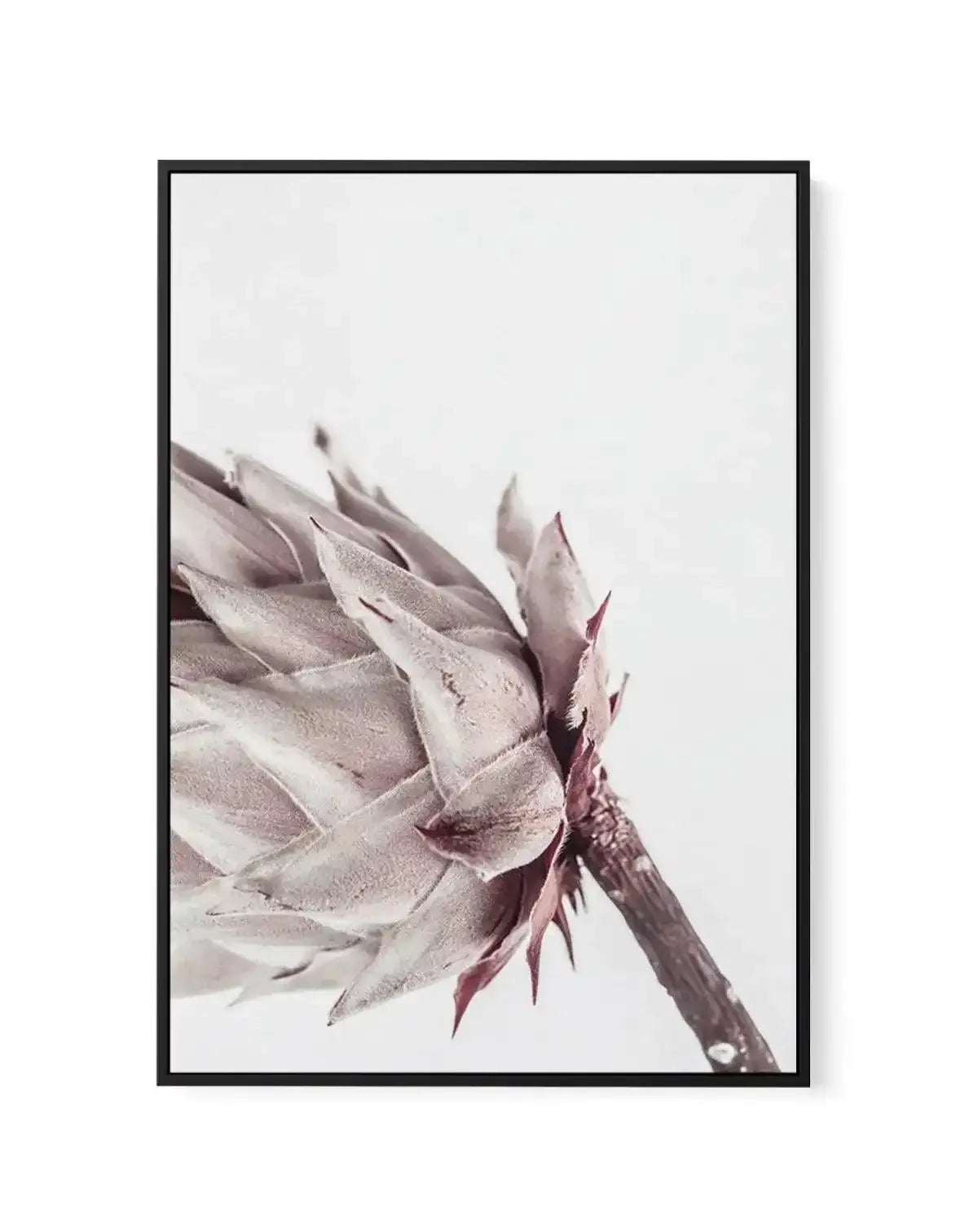 Abstract Protea I | Framed Canvas-CANVAS-You can shop wall art online with Olive et Oriel for everything from abstract art to fun kids wall art. Our beautiful modern art prints and canvas art are available from large canvas prints to wall art paintings and our proudly Australian artwork collection offers only the highest quality framed large wall art and canvas art Australia - You can buy fashion photography prints or Hampton print posters and paintings on canvas from Olive et Oriel and have the