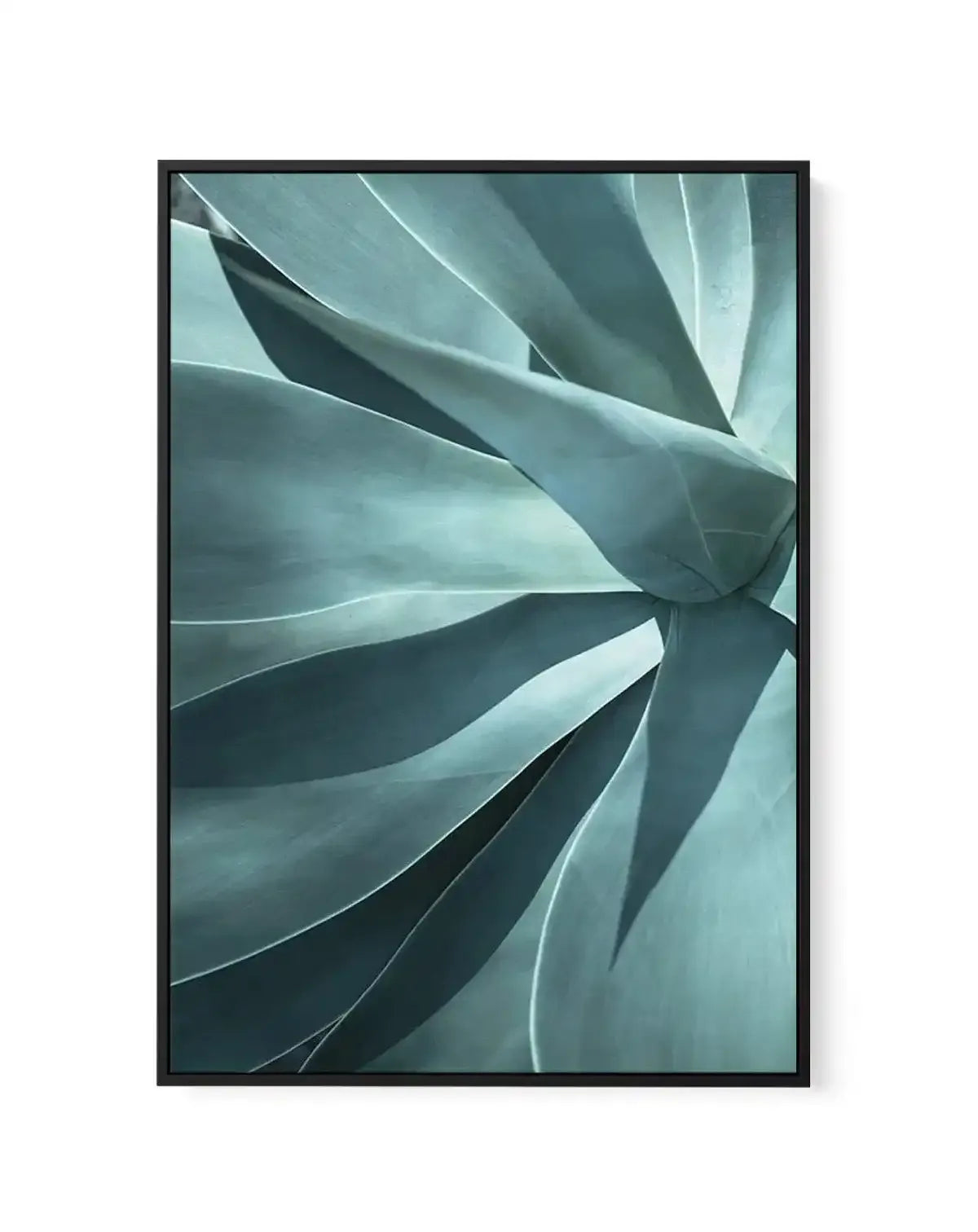 Agave I | Framed Canvas-CANVAS-You can shop wall art online with Olive et Oriel for everything from abstract art to fun kids wall art. Our beautiful modern art prints and canvas art are available from large canvas prints to wall art paintings and our proudly Australian artwork collection offers only the highest quality framed large wall art and canvas art Australia - You can buy fashion photography prints or Hampton print posters and paintings on canvas from Olive et Oriel and have them delivere