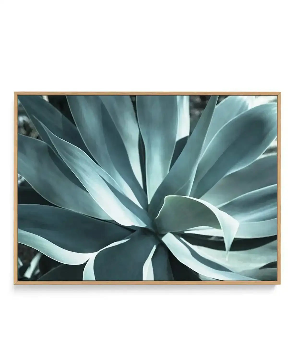 Agave II | Framed Canvas-CANVAS-You can shop wall art online with Olive et Oriel for everything from abstract art to fun kids wall art. Our beautiful modern art prints and canvas art are available from large canvas prints to wall art paintings and our proudly Australian artwork collection offers only the highest quality framed large wall art and canvas art Australia - You can buy fashion photography prints or Hampton print posters and paintings on canvas from Olive et Oriel and have them deliver