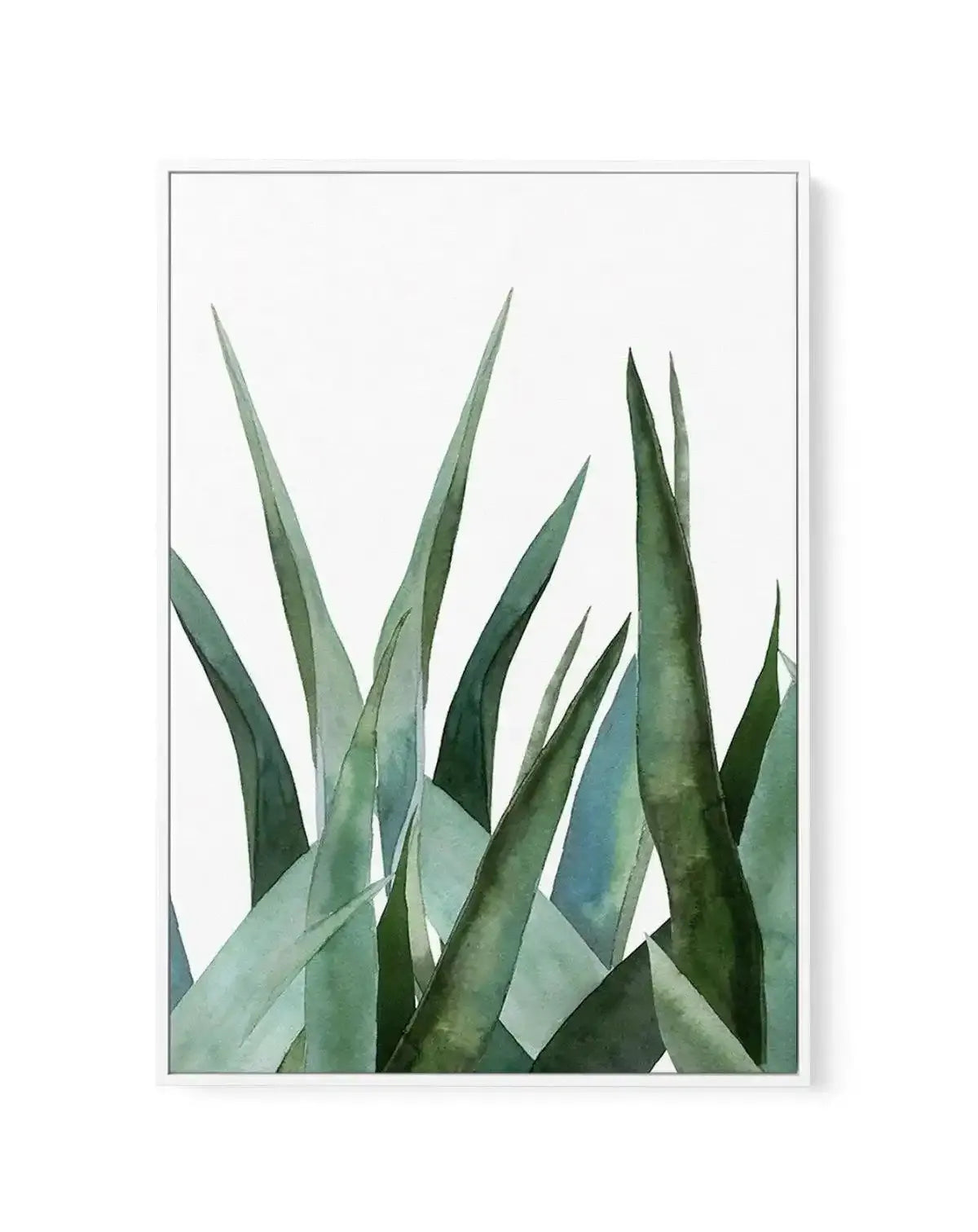 Agave in Watercolour | Framed Canvas-CANVAS-You can shop wall art online with Olive et Oriel for everything from abstract art to fun kids wall art. Our beautiful modern art prints and canvas art are available from large canvas prints to wall art paintings and our proudly Australian artwork collection offers only the highest quality framed large wall art and canvas art Australia - You can buy fashion photography prints or Hampton print posters and paintings on canvas from Olive et Oriel and have 