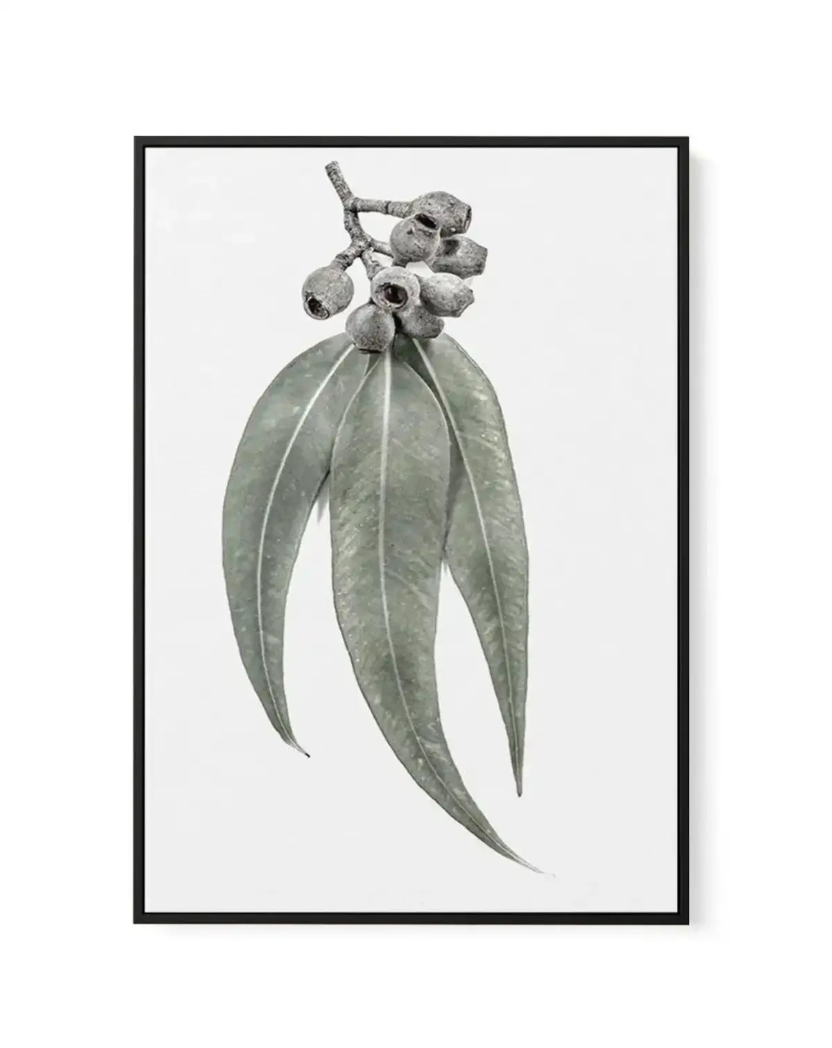 Among the Gumtrees | Framed Canvas-CANVAS-You can shop wall art online with Olive et Oriel for everything from abstract art to fun kids wall art. Our beautiful modern art prints and canvas art are available from large canvas prints to wall art paintings and our proudly Australian artwork collection offers only the highest quality framed large wall art and canvas art Australia - You can buy fashion photography prints or Hampton print posters and paintings on canvas from Olive et Oriel and have th