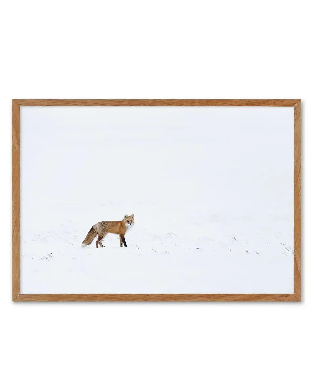 Arctic Fox | LS Art Print-PRINT-Olive et Oriel-Olive et Oriel-50x70 cm | 19.6" x 27.5"-Walnut-With White Border-Buy-Australian-Art-Prints-Online-with-Olive-et-Oriel-Your-Artwork-Specialists-Austrailia-Decorate-With-Coastal-Photo-Wall-Art-Prints-From-Our-Beach-House-Artwork-Collection-Fine-Poster-and-Framed-Artwork