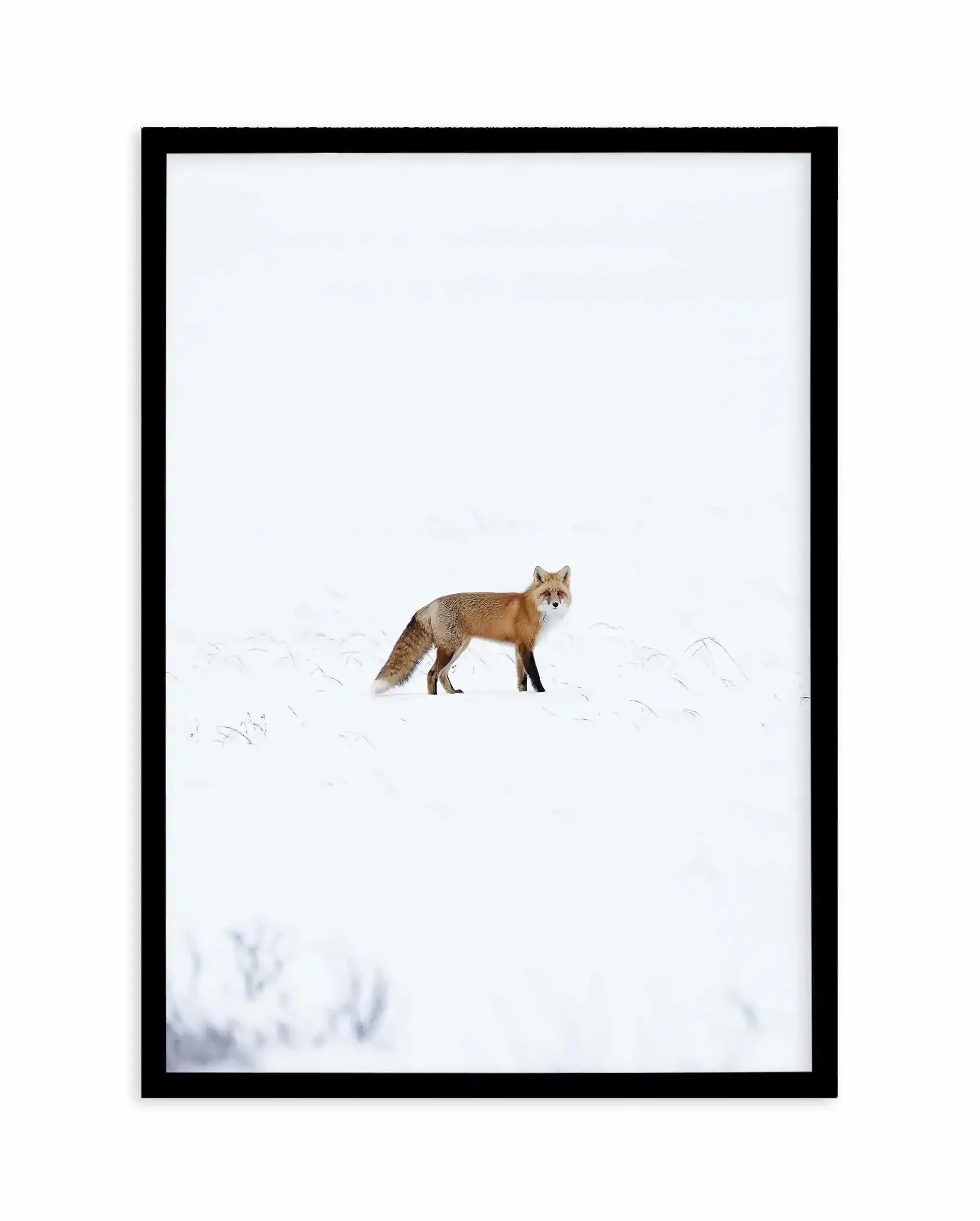 Arctic Fox | PT Art Print-PRINT-Olive et Oriel-Olive et Oriel-A5 | 5.8" x 8.3" | 14.8 x 21cm-Black-With White Border-Buy-Australian-Art-Prints-Online-with-Olive-et-Oriel-Your-Artwork-Specialists-Austrailia-Decorate-With-Coastal-Photo-Wall-Art-Prints-From-Our-Beach-House-Artwork-Collection-Fine-Poster-and-Framed-Artwork