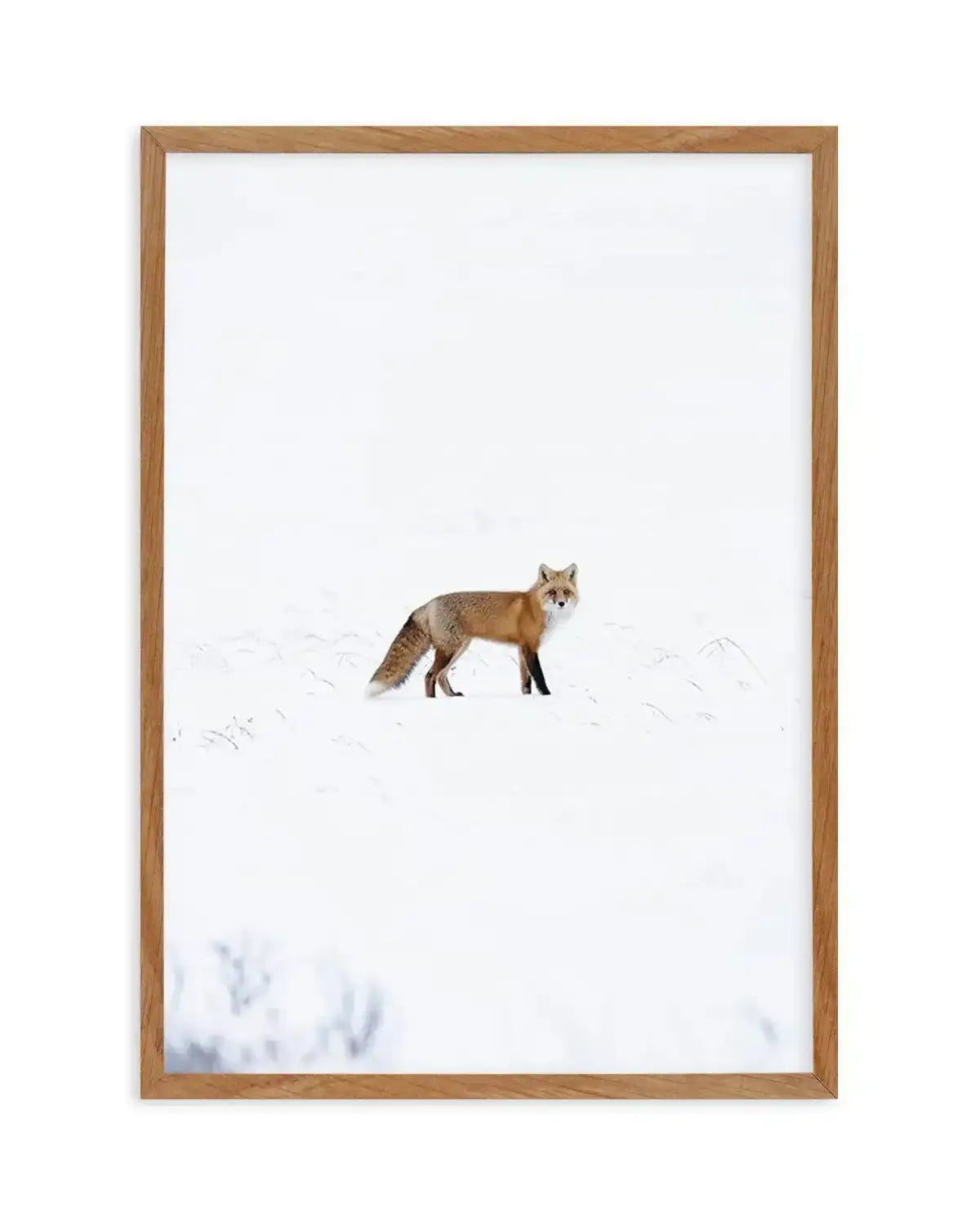Arctic Fox | PT Art Print-PRINT-Olive et Oriel-Olive et Oriel-50x70 cm | 19.6" x 27.5"-Walnut-With White Border-Buy-Australian-Art-Prints-Online-with-Olive-et-Oriel-Your-Artwork-Specialists-Austrailia-Decorate-With-Coastal-Photo-Wall-Art-Prints-From-Our-Beach-House-Artwork-Collection-Fine-Poster-and-Framed-Artwork