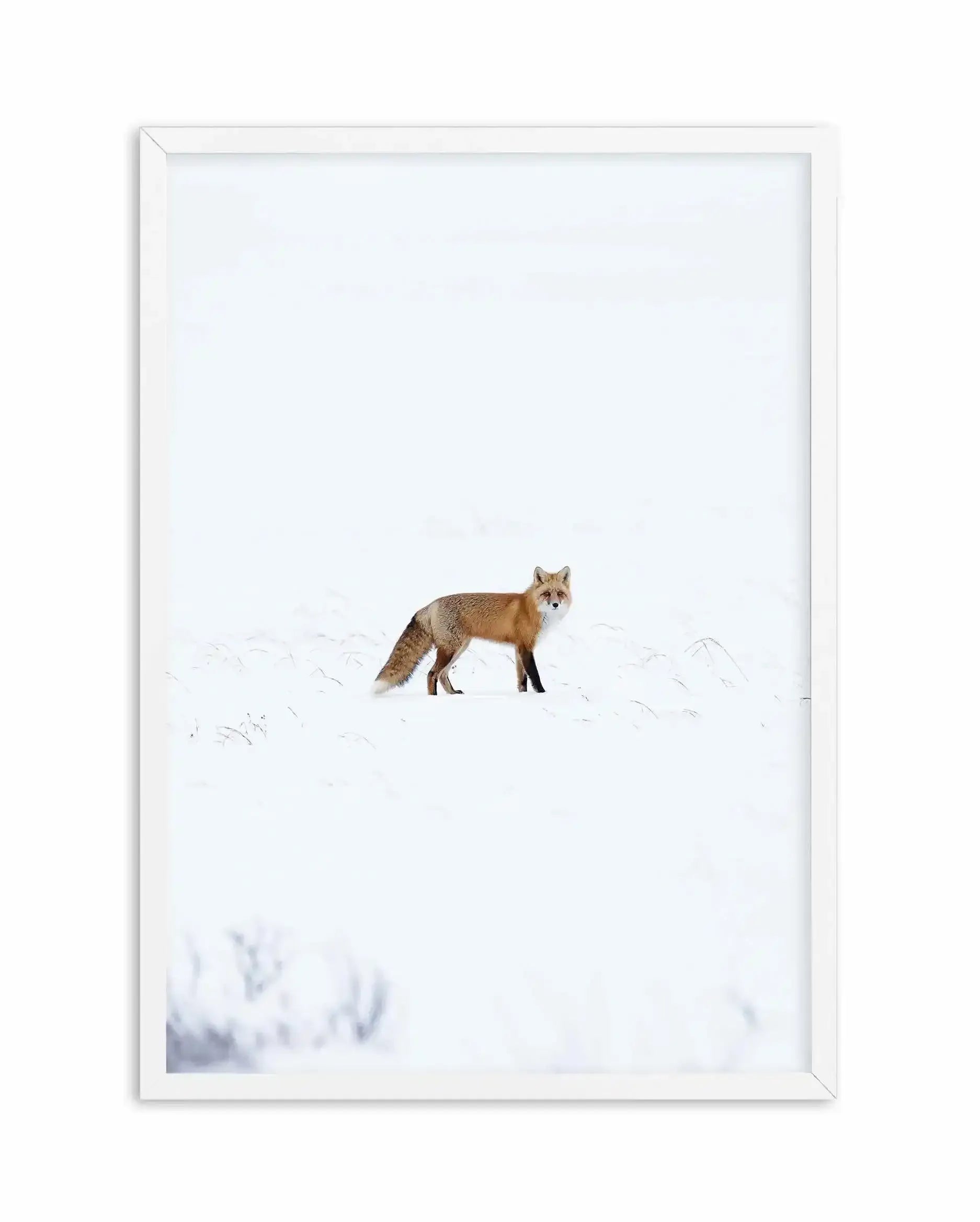 Arctic Fox | PT Art Print-PRINT-Olive et Oriel-Olive et Oriel-A5 | 5.8" x 8.3" | 14.8 x 21cm-White-With White Border-Buy-Australian-Art-Prints-Online-with-Olive-et-Oriel-Your-Artwork-Specialists-Austrailia-Decorate-With-Coastal-Photo-Wall-Art-Prints-From-Our-Beach-House-Artwork-Collection-Fine-Poster-and-Framed-Artwork