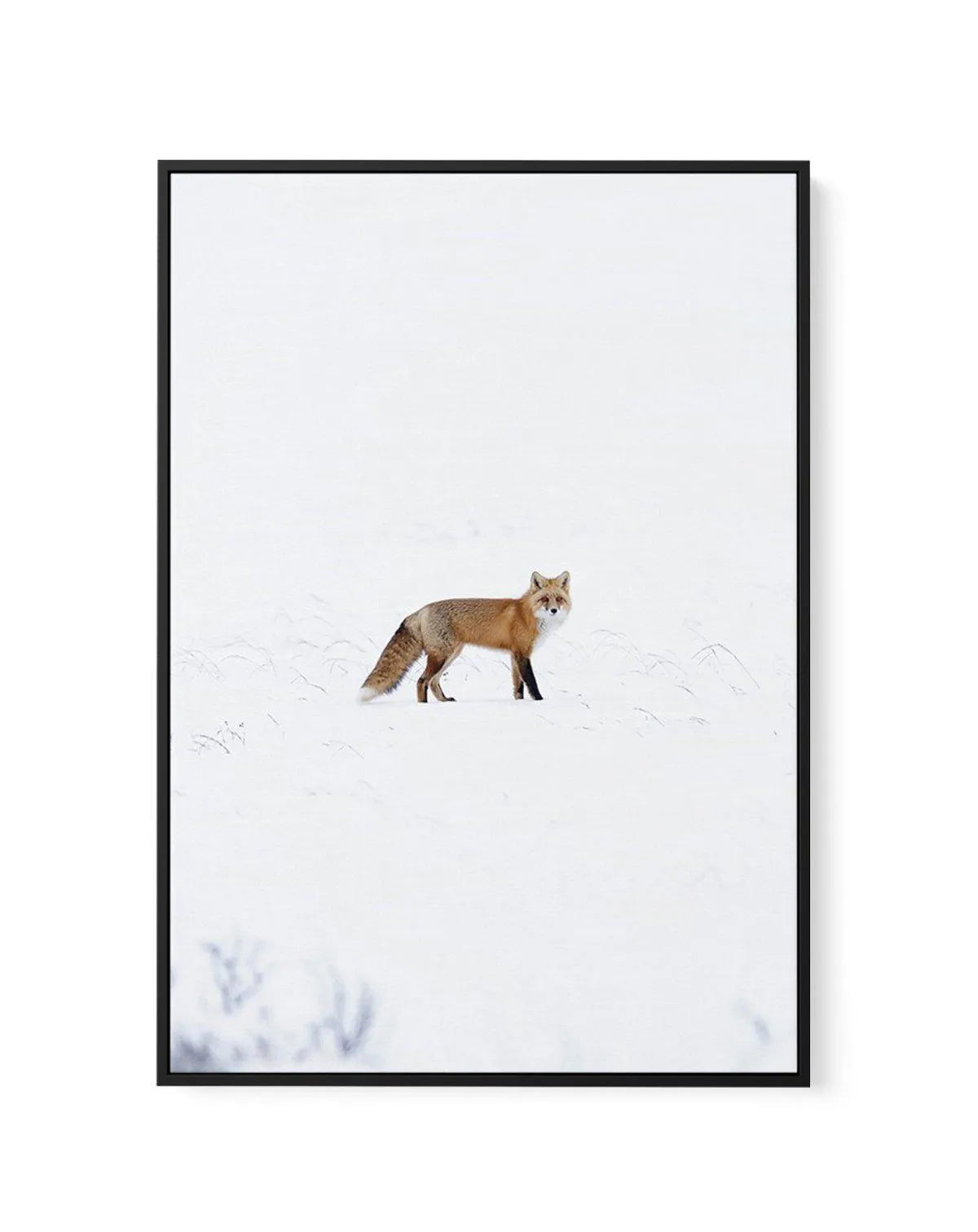 Arctic Fox | PT | Framed Canvas-CANVAS-You can shop wall art online with Olive et Oriel for everything from abstract art to fun kids wall art. Our beautiful modern art prints and canvas art are available from large canvas prints to wall art paintings and our proudly Australian artwork collection offers only the highest quality framed large wall art and canvas art Australia - You can buy fashion photography prints or Hampton print posters and paintings on canvas from Olive et Oriel and have them 
