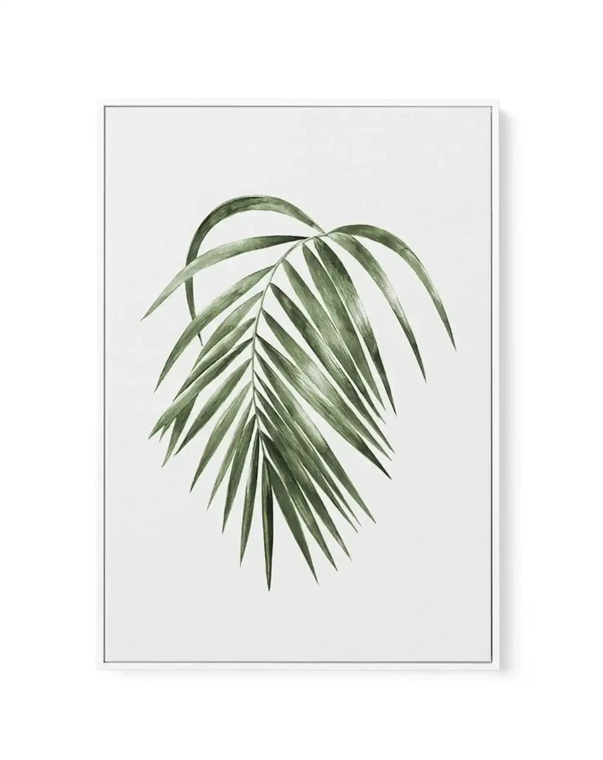 Areca Palm | Framed Canvas-CANVAS-You can shop wall art online with Olive et Oriel for everything from abstract art to fun kids wall art. Our beautiful modern art prints and canvas art are available from large canvas prints to wall art paintings and our proudly Australian artwork collection offers only the highest quality framed large wall art and canvas art Australia - You can buy fashion photography prints or Hampton print posters and paintings on canvas from Olive et Oriel and have them deliv