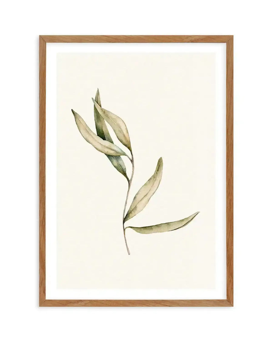Watercolour art print featuring a single branch of Australian foliage with elongated, slightly curved leaves in muted sage green and pale olive tones, on a cream background, printed on fine art paper and displayed in a natural oak frame with white border