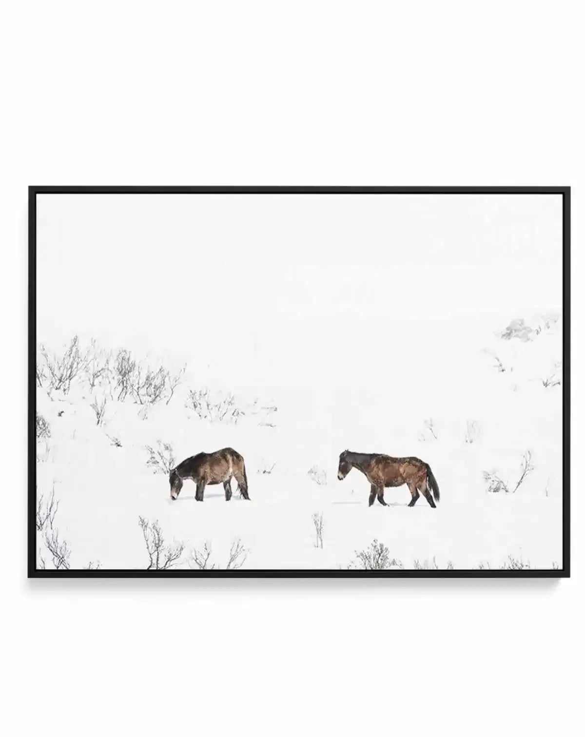 Baby Brumbies | Framed Canvas-CANVAS-You can shop wall art online with Olive et Oriel for everything from abstract art to fun kids wall art. Our beautiful modern art prints and canvas art are available from large canvas prints to wall art paintings and our proudly Australian artwork collection offers only the highest quality framed large wall art and canvas art Australia - You can buy fashion photography prints or Hampton print posters and paintings on canvas from Olive et Oriel and have them de