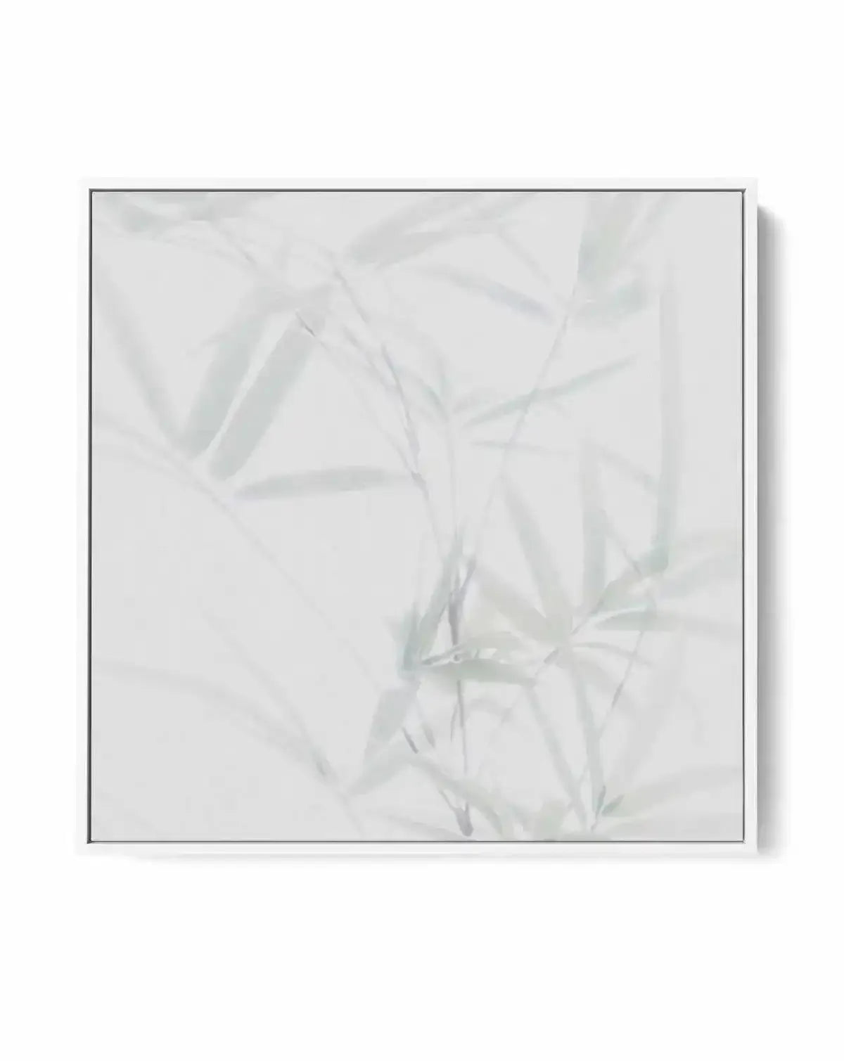 Bamboo II SQ | Framed Canvas-CANVAS-You can shop wall art online with Olive et Oriel for everything from abstract art to fun kids wall art. Our beautiful modern art prints and canvas art are available from large canvas prints to wall art paintings and our proudly Australian artwork collection offers only the highest quality framed large wall art and canvas art Australia - You can buy fashion photography prints or Hampton print posters and paintings on canvas from Olive et Oriel and have them del