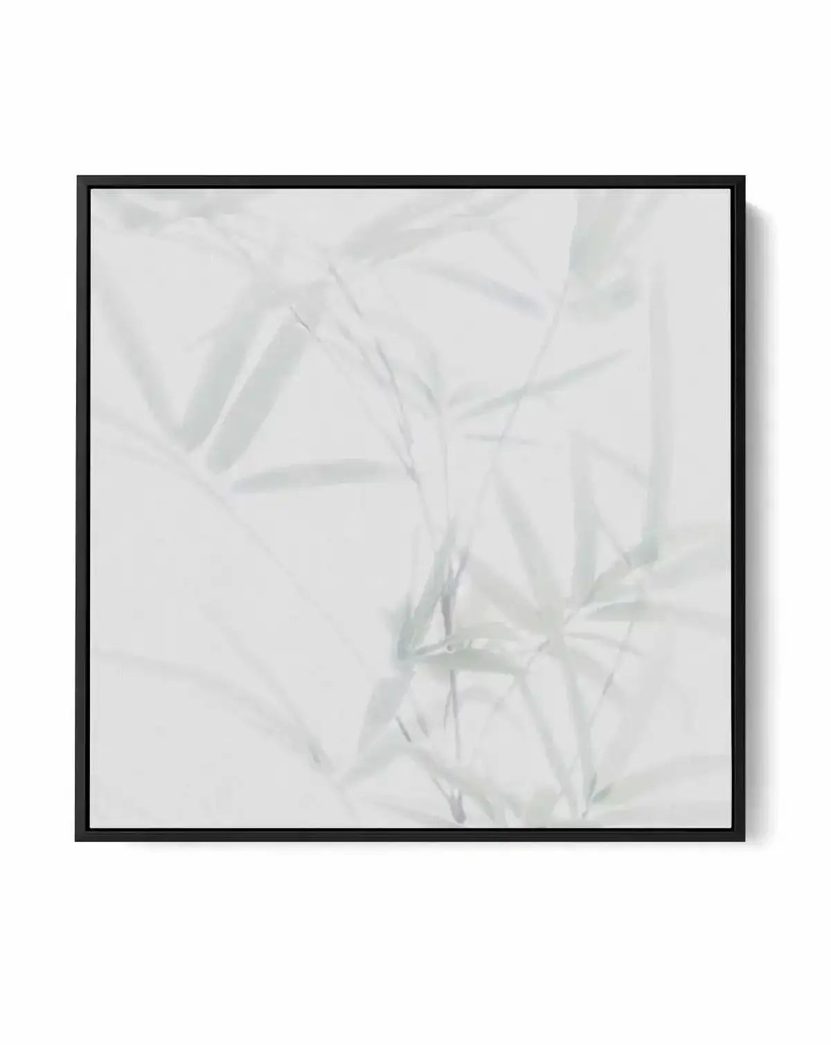 Bamboo II SQ | Framed Canvas-CANVAS-You can shop wall art online with Olive et Oriel for everything from abstract art to fun kids wall art. Our beautiful modern art prints and canvas art are available from large canvas prints to wall art paintings and our proudly Australian artwork collection offers only the highest quality framed large wall art and canvas art Australia - You can buy fashion photography prints or Hampton print posters and paintings on canvas from Olive et Oriel and have them del