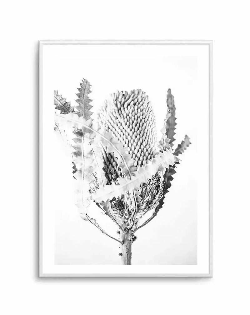 Black and white botanical illustration of a Banksia flower displayed in a white-framed art print. The detailed pencil drawing depicts a single Banksia stem with serrated leaves arranged along the stalk and a prominent elongated flower head with densely packed florets in the center. The artwork uses fine graphite lines and shading to create texture and dimension against a white background. The print is mounted with a white border within a slim silver-grey frame.