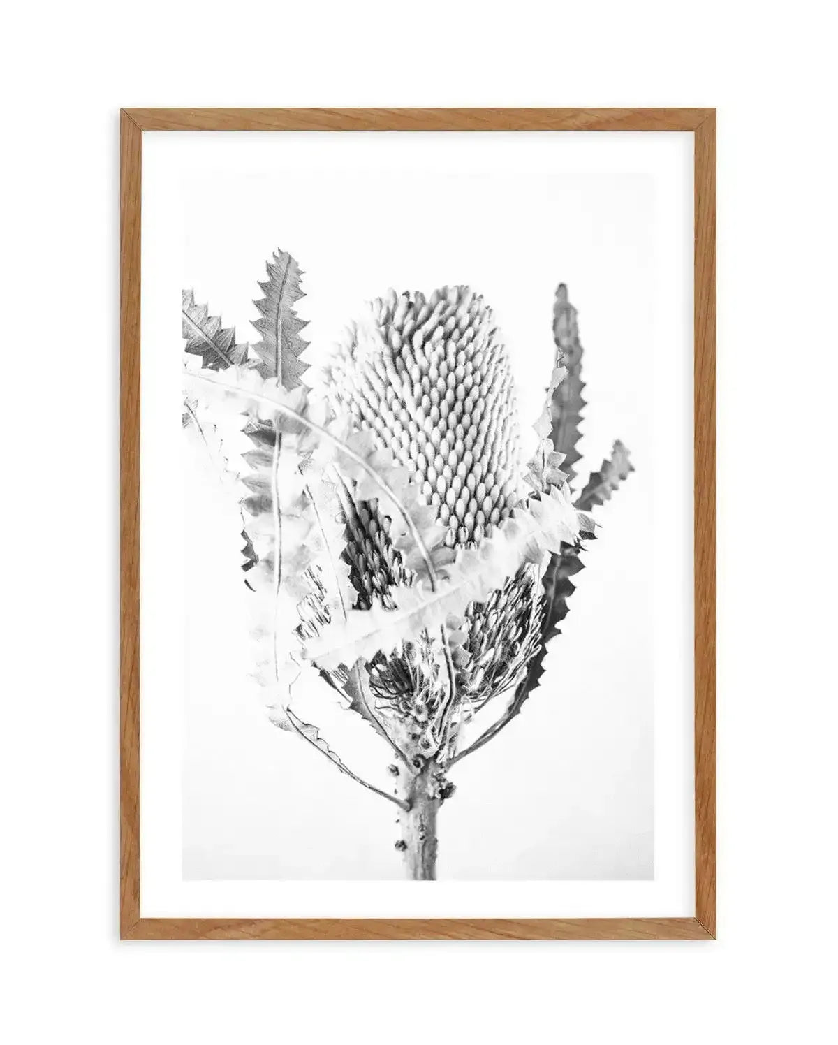 Banksia I B&W Art Print-PRINT-Olive et Oriel-Olive et Oriel-50x70 cm | 19.6" x 27.5"-Walnut-With White Border-Buy-Australian-Art-Prints-Online-with-Olive-et-Oriel-Your-Artwork-Specialists-Austrailia-Decorate-With-Coastal-Photo-Wall-Art-Prints-From-Our-Beach-House-Artwork-Collection-Fine-Poster-and-Framed-Artwork
