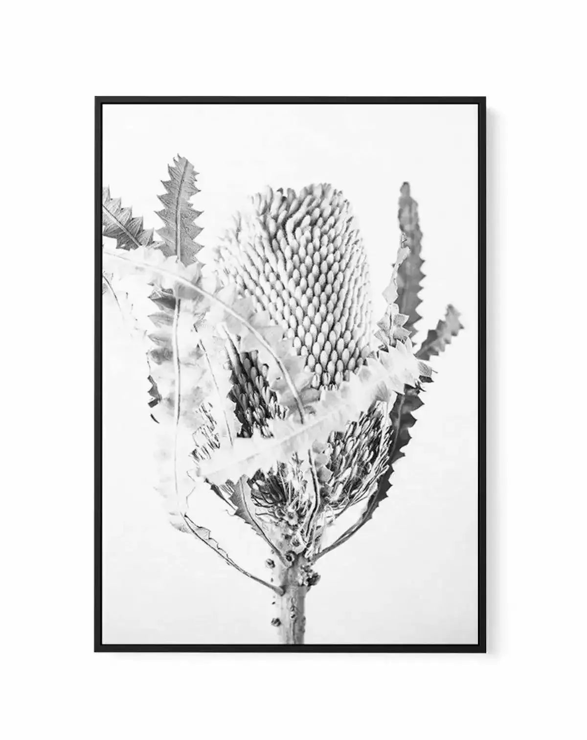 Banksia I B&W | Framed Canvas-CANVAS-You can shop wall art online with Olive et Oriel for everything from abstract art to fun kids wall art. Our beautiful modern art prints and canvas art are available from large canvas prints to wall art paintings and our proudly Australian artwork collection offers only the highest quality framed large wall art and canvas art Australia - You can buy fashion photography prints or Hampton print posters and paintings on canvas from Olive et Oriel and have them de