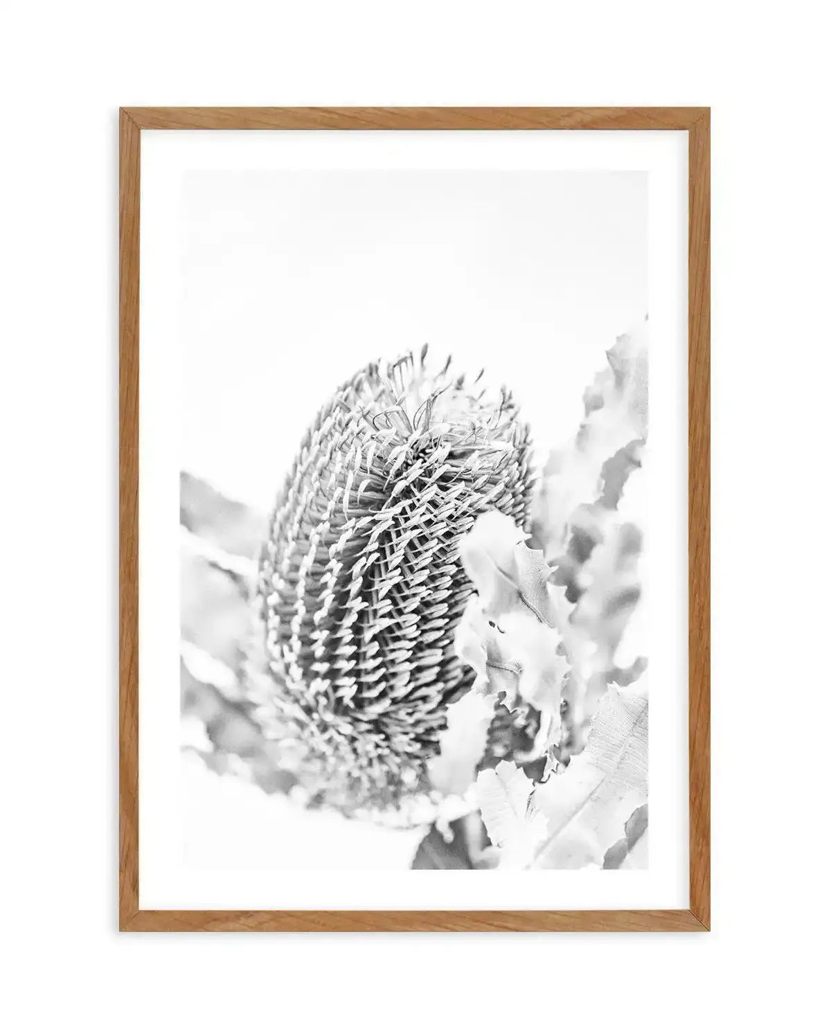 Banksia II B&W Art Print-PRINT-Olive et Oriel-Olive et Oriel-50x70 cm | 19.6" x 27.5"-Walnut-With White Border-Buy-Australian-Art-Prints-Online-with-Olive-et-Oriel-Your-Artwork-Specialists-Austrailia-Decorate-With-Coastal-Photo-Wall-Art-Prints-From-Our-Beach-House-Artwork-Collection-Fine-Poster-and-Framed-Artwork