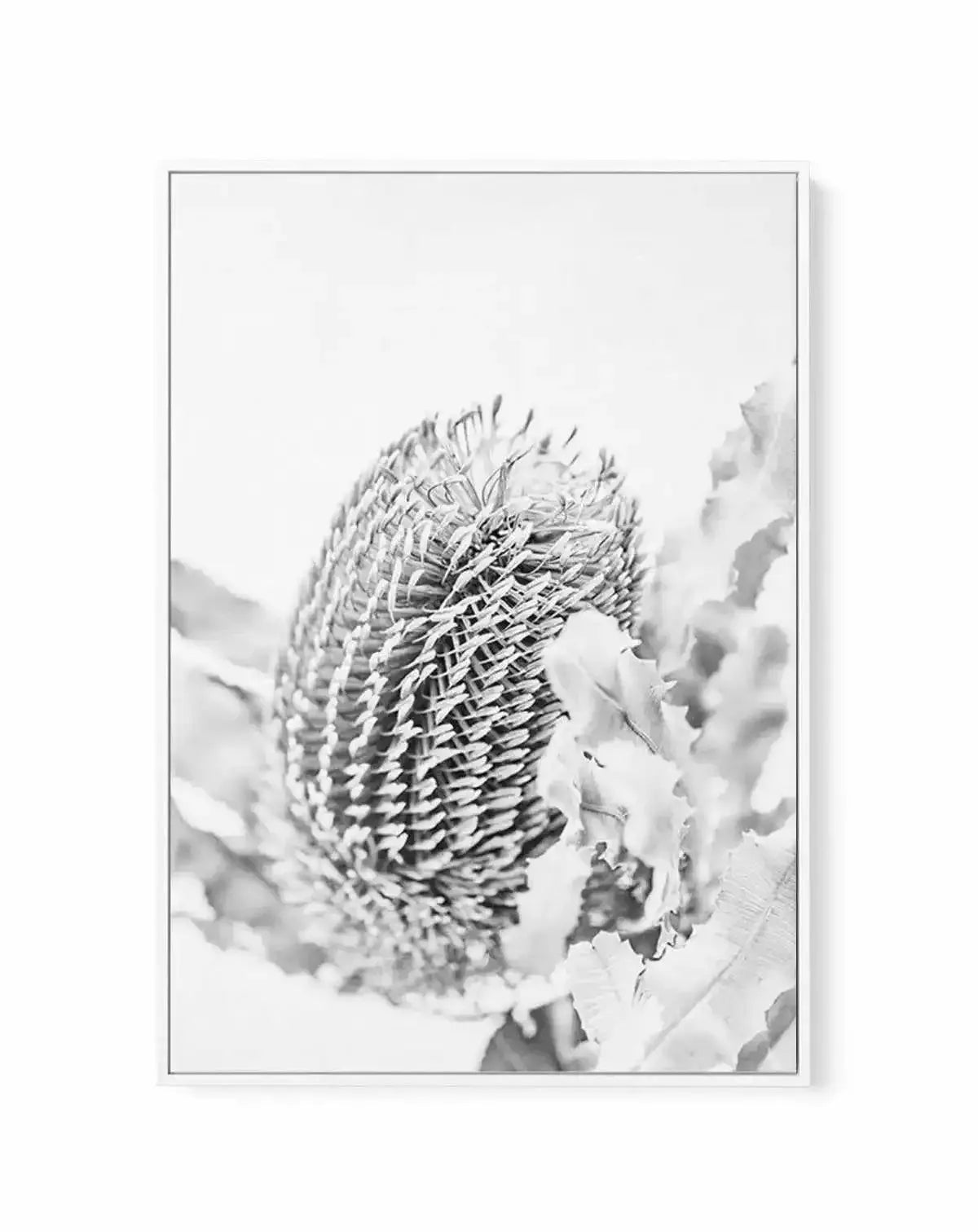 Banksia II B&W | Framed Canvas-CANVAS-You can shop wall art online with Olive et Oriel for everything from abstract art to fun kids wall art. Our beautiful modern art prints and canvas art are available from large canvas prints to wall art paintings and our proudly Australian artwork collection offers only the highest quality framed large wall art and canvas art Australia - You can buy fashion photography prints or Hampton print posters and paintings on canvas from Olive et Oriel and have them d