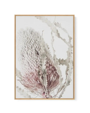 Banksia II | Framed Canvas-CANVAS-You can shop wall art online with Olive et Oriel for everything from abstract art to fun kids wall art. Our beautiful modern art prints and canvas art are available from large canvas prints to wall art paintings and our proudly Australian artwork collection offers only the highest quality framed large wall art and canvas art Australia - You can buy fashion photography prints or Hampton print posters and paintings on canvas from Olive et Oriel and have them deliv