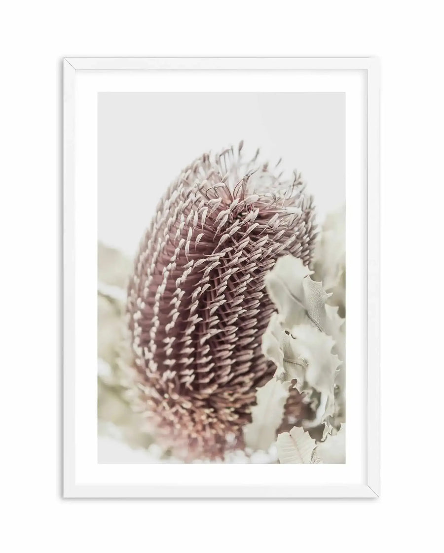 Framed art print of a Banksia flower with a dusty rose and cream colored seed pod in sharp focus, surrounded by soft white petals blurred in the background. The photograph has a delicate, botanical quality with warm, muted tones. The print is displayed in a white wooden frame with a white border.